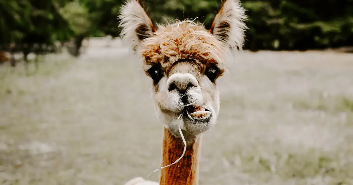 Infinity Farm Issaquah | Hobart, WA