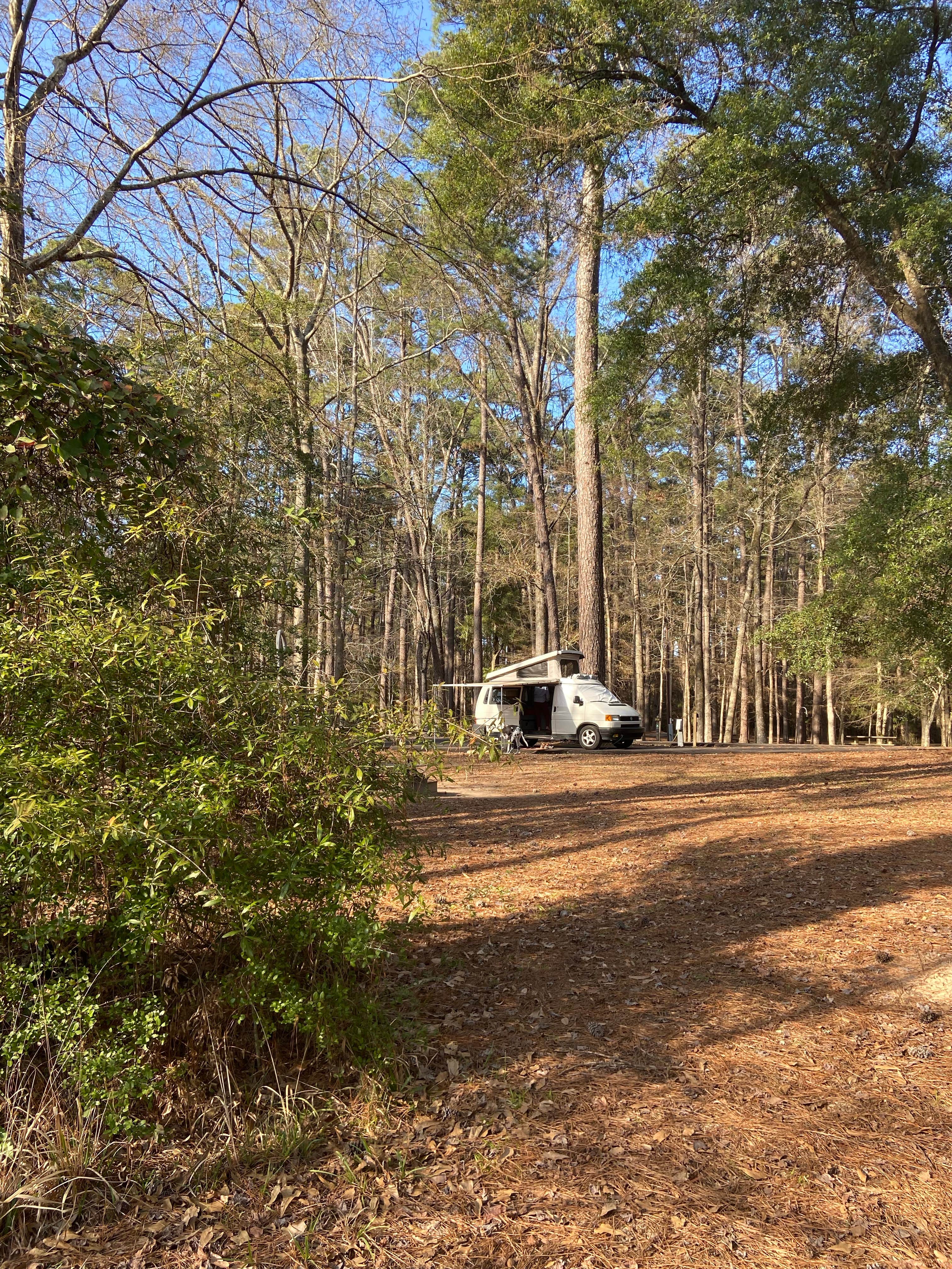 Stephen D.'s photo at Martin Dies, Jr. State Park Campground near Warren, TX