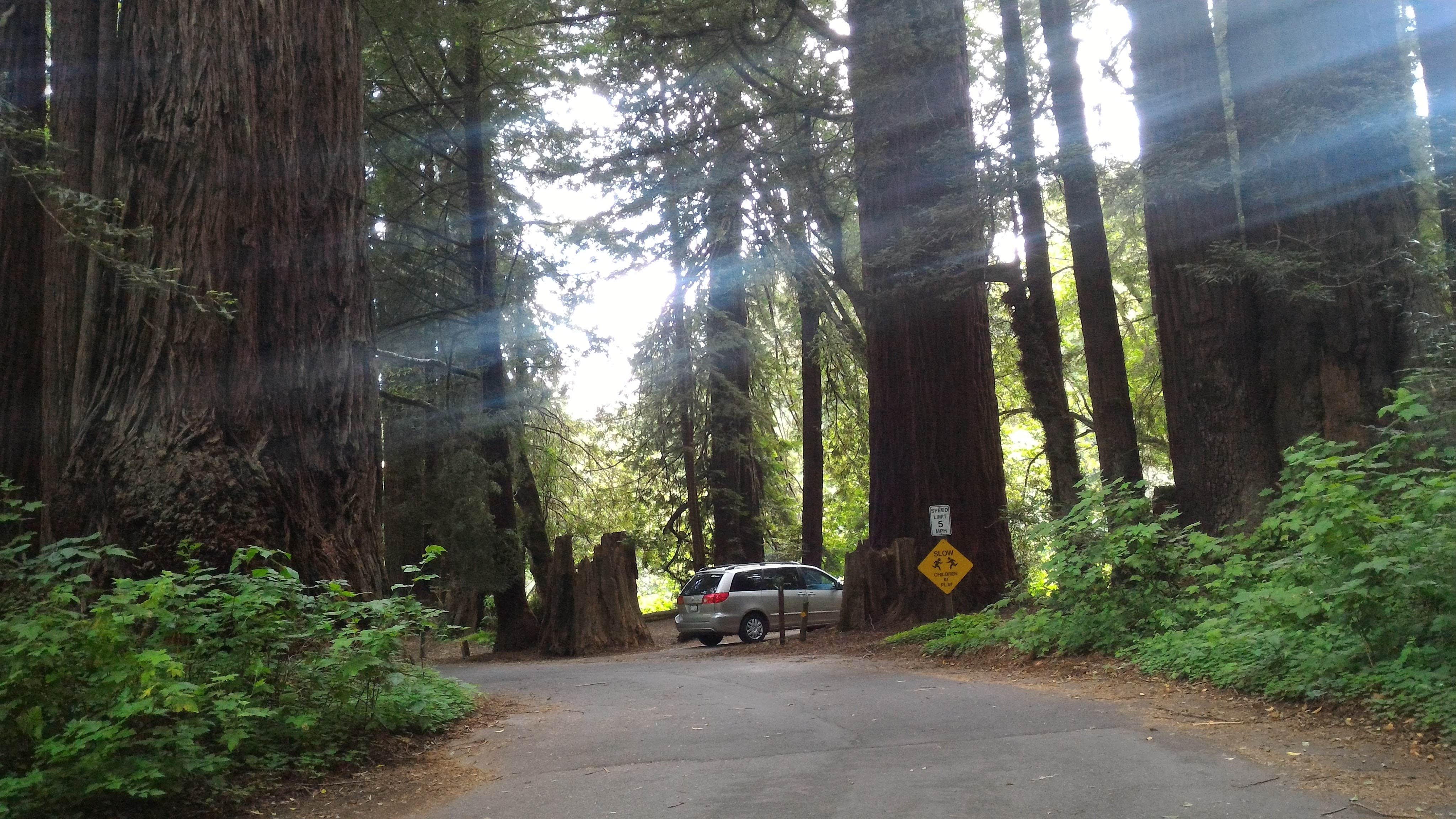 Camper submitted image from Gualala Point Regional Park - 2