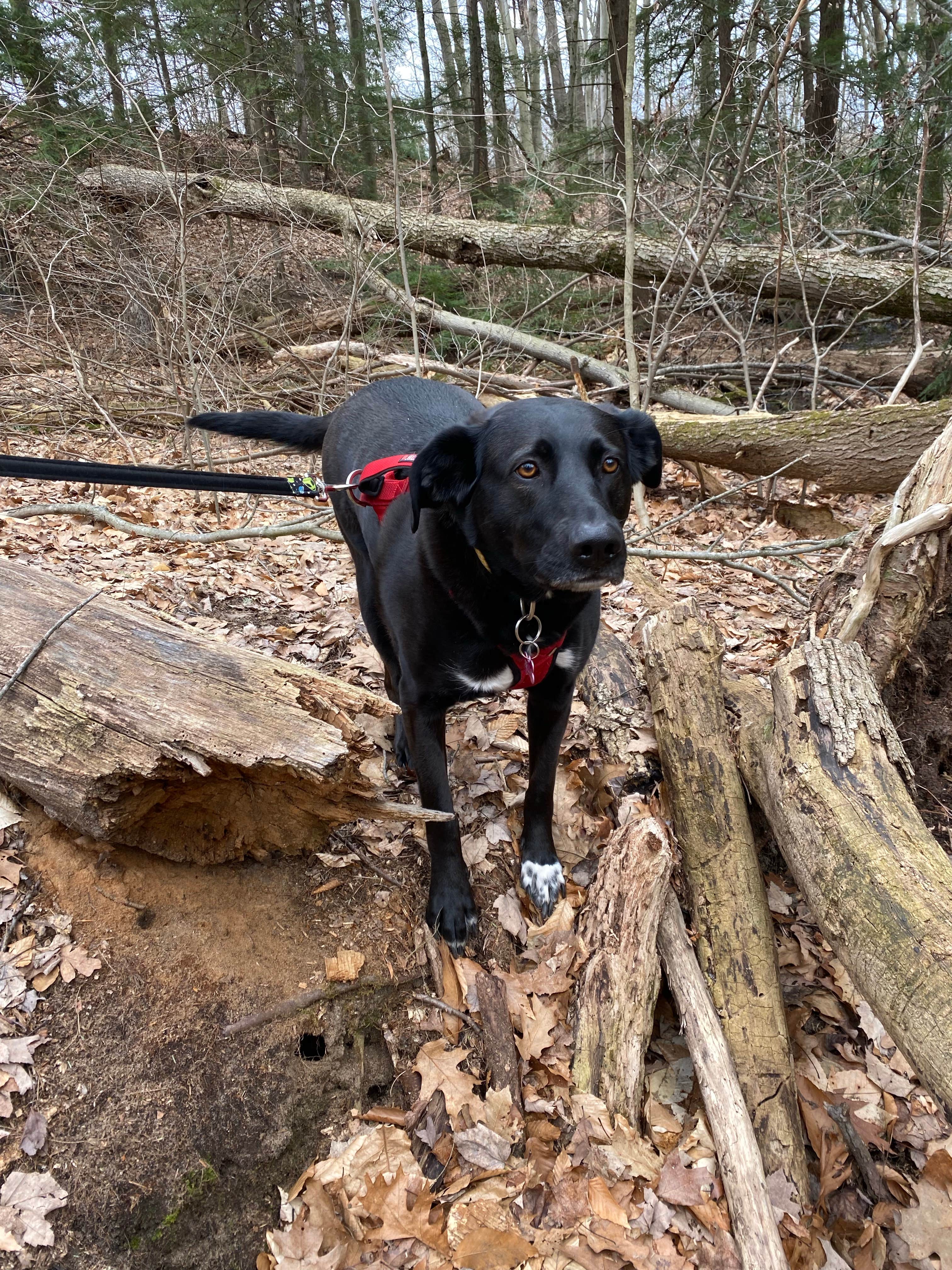 Camper-submitted photo at Sand Road Primitive Rustic Camping near Ludington, MI