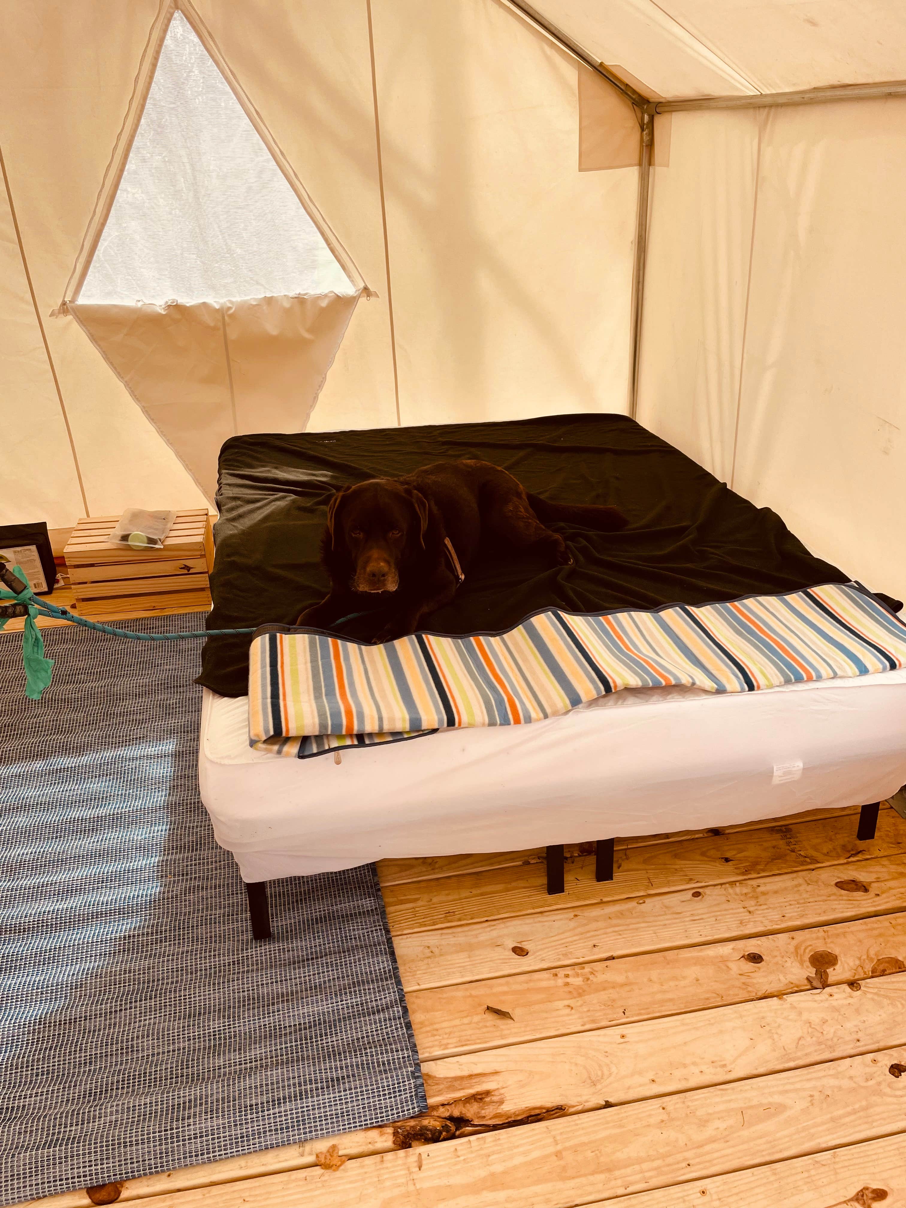 The Dyrt's photo of camping with pets at Tentrr Signature Site - Crestview Campsite Two near Etowah, TN