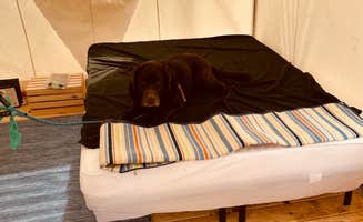 The Dyrt's photo of camping with pets at Tentrr Signature Site - Crestview Campsite Two near Etowah, TN