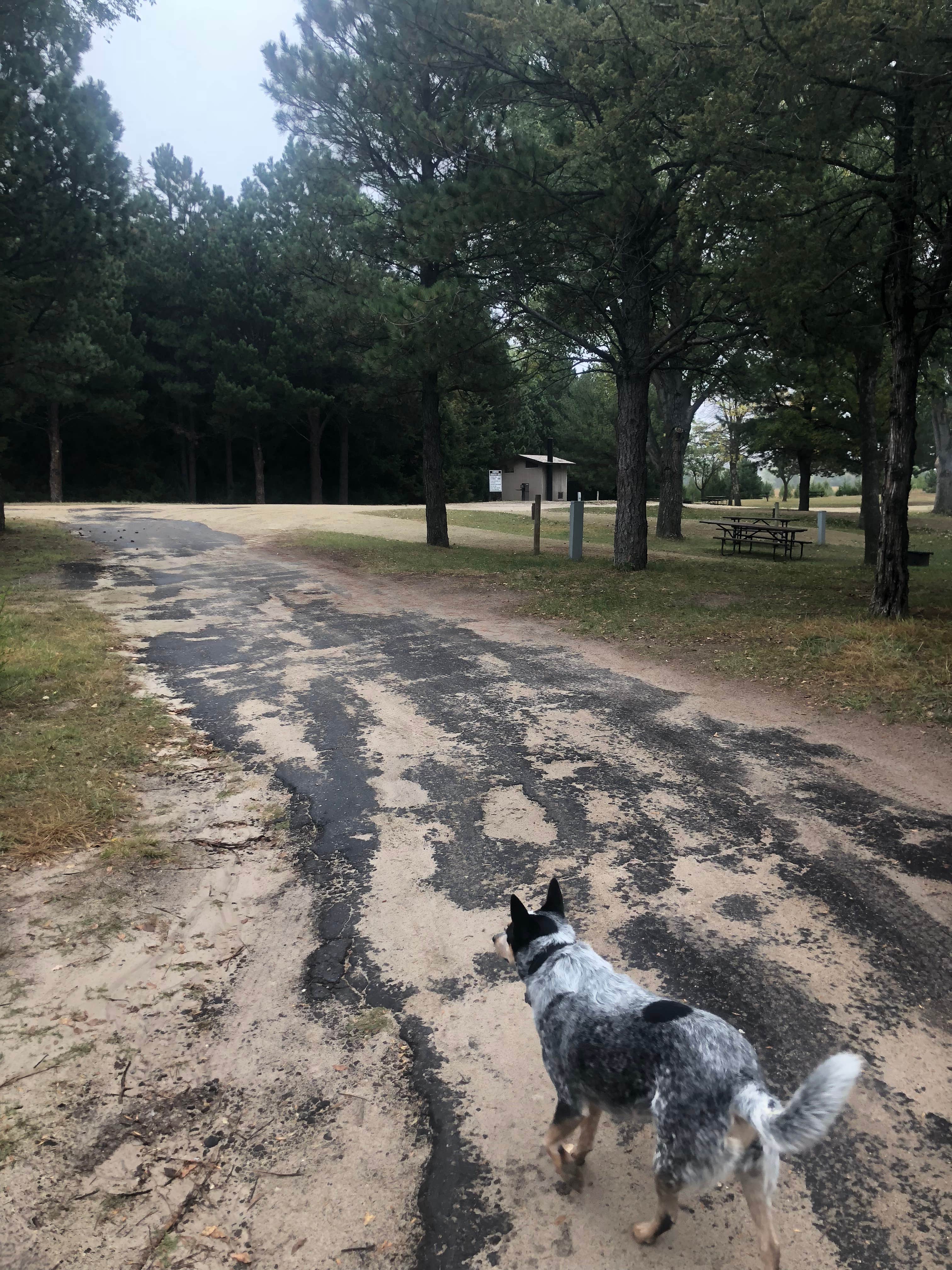 Shelly S.'s photo of camping with pets at Boardman Creek Area Campground near Valentine, NE