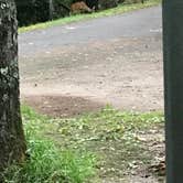 Review photo of Julian Price Park Campground — Blue Ridge Parkway by Mary H., September 30, 2018