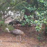Review photo of Disney’s Fort Wilderness Resort & Campground by Barbara A., September 30, 2018