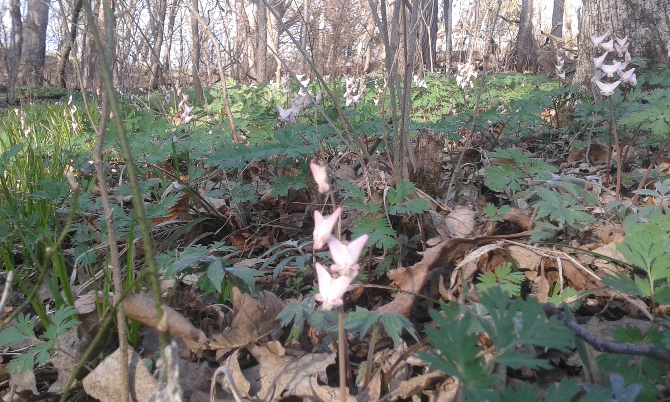 Camper-submitted photo at Oak Bluff Campground — Ponca State Park near Hubbard, NE