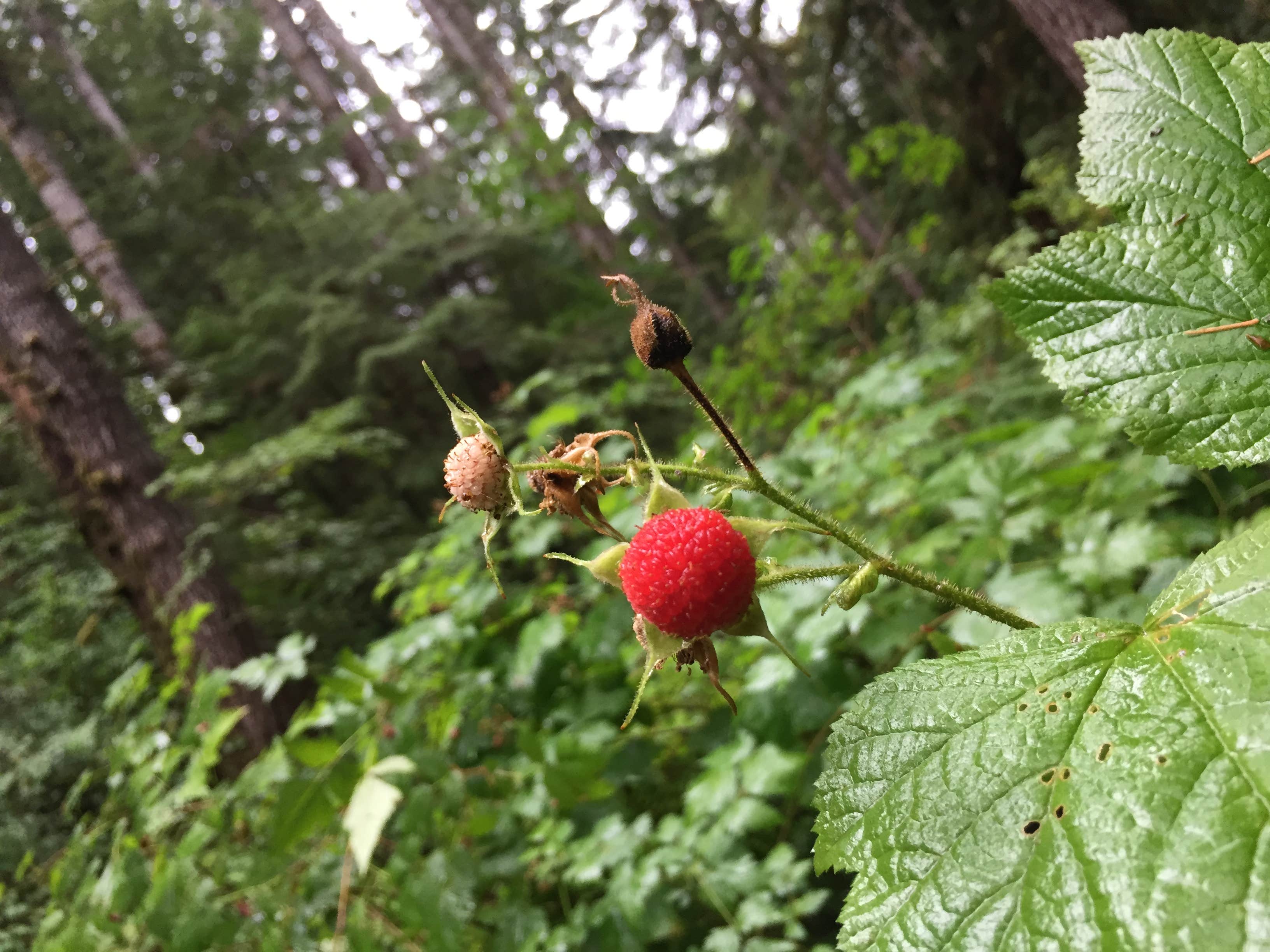 Camper-submitted photo at Littleton Horse Camp near Forks, WA