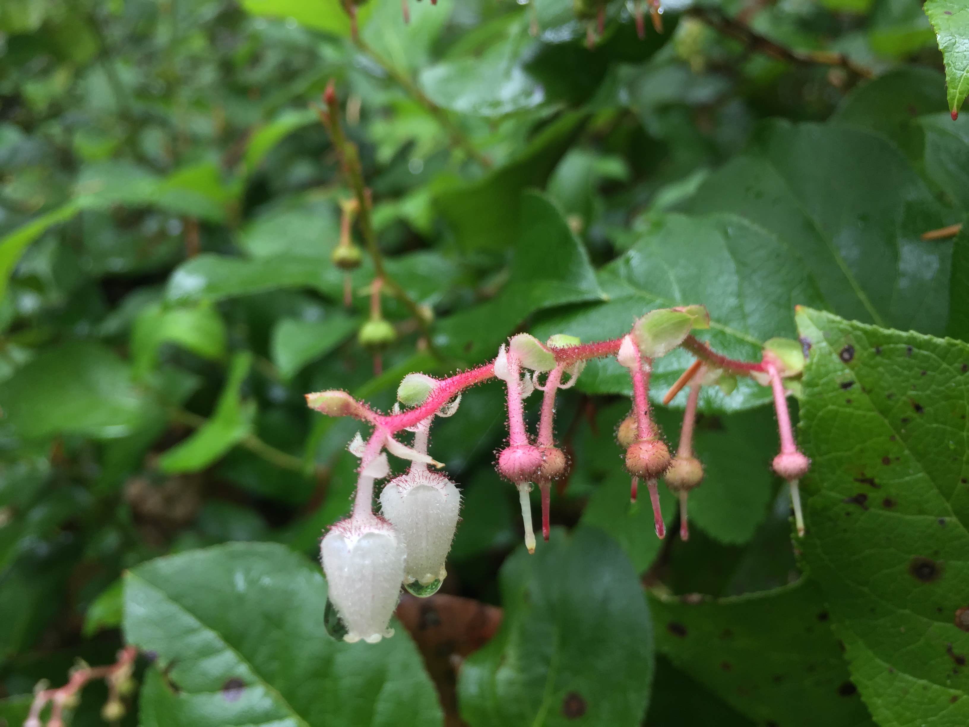 Camper-submitted photo at Littleton Horse Camp near Forks, WA