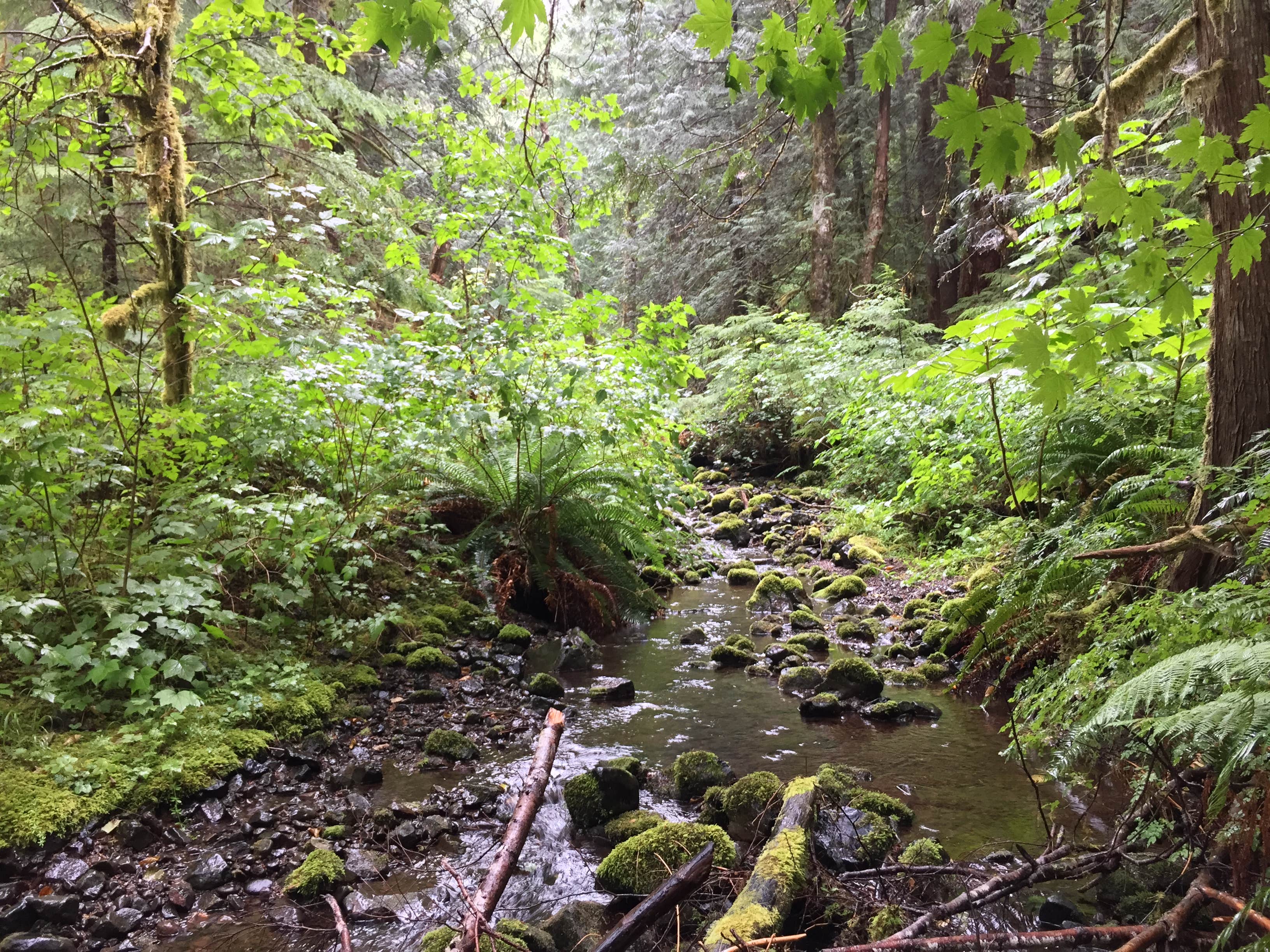 Camper-submitted photo at Littleton Horse Camp near Forks, WA