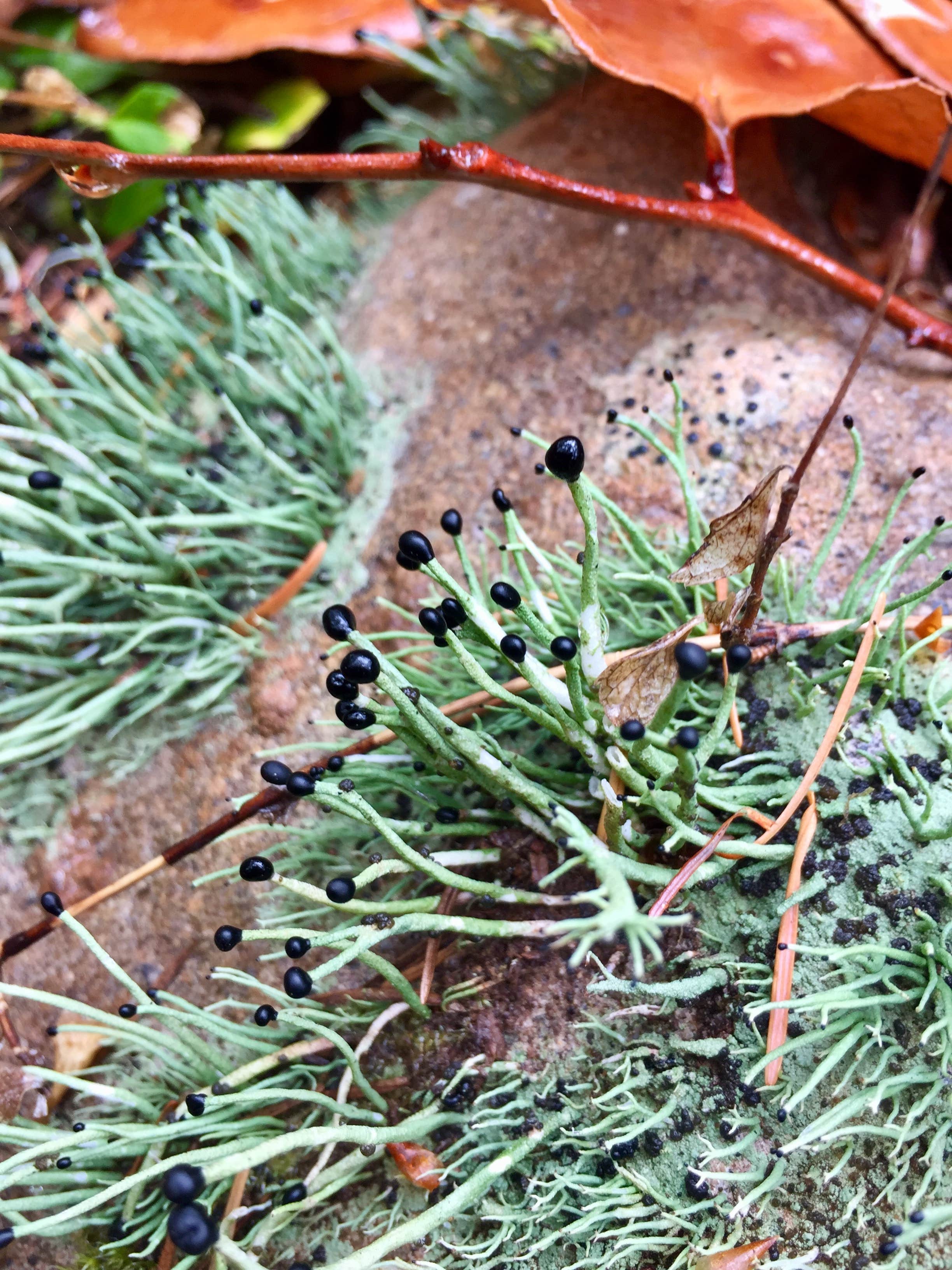 Camper-submitted photo at Littleton Horse Camp near Forks, WA