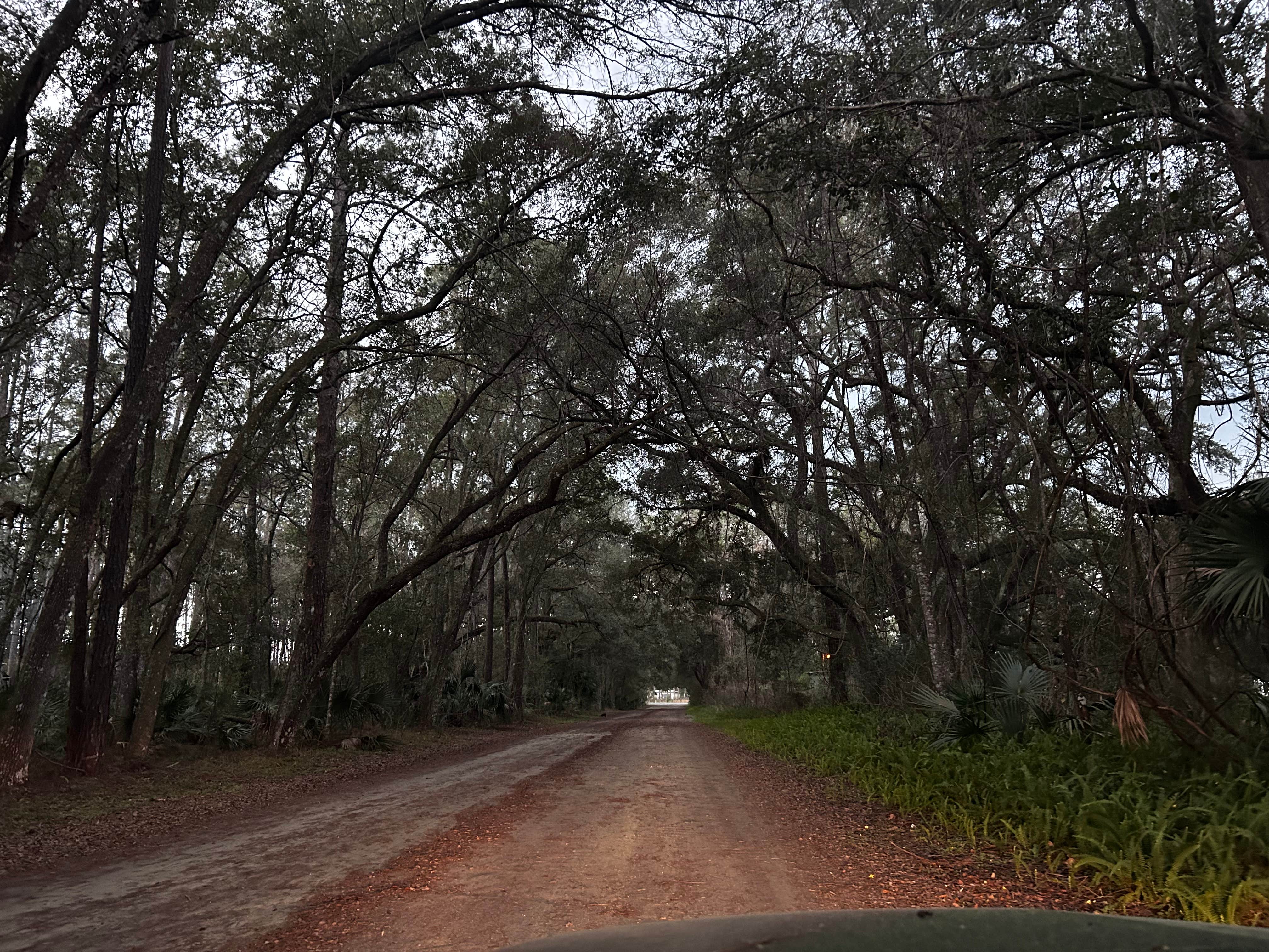 Camper submitted image from Ocala National Forest Lake Dorr Campground - 4