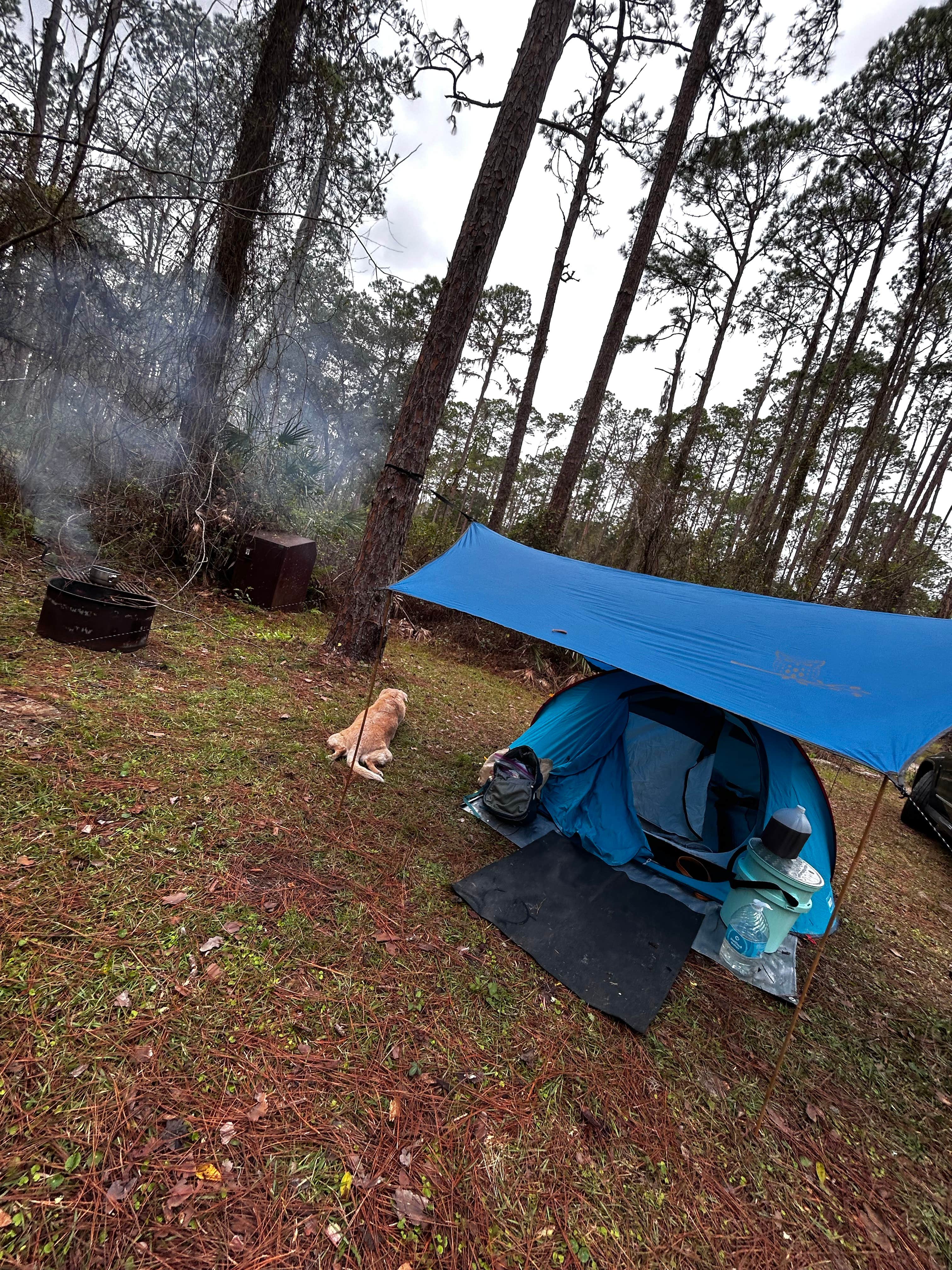 darsea's photo of camping with pets at Ocala National Forest Lake Dorr Campground near Ocala National Forest