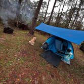 Review photo of Ocala National Forest Lake Dorr Campground by darsea , February 16, 2023