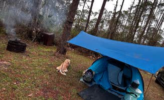 darsea's photo of camping with pets at Ocala National Forest Lake Dorr Campground near Ocala National Forest