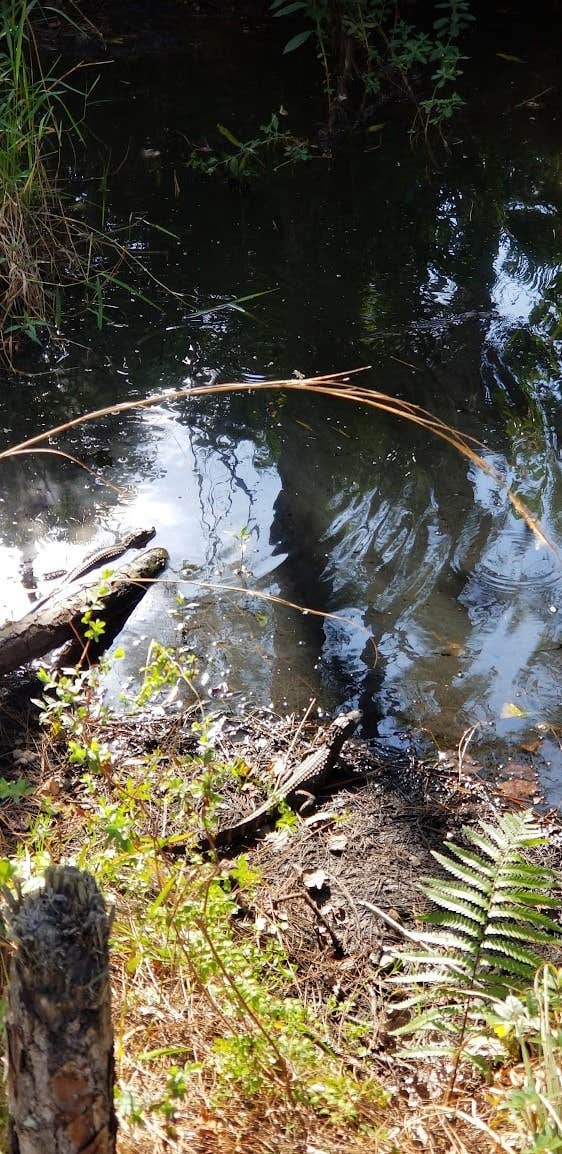 Camper-submitted photo at Loop 4 near Canal Point, FL