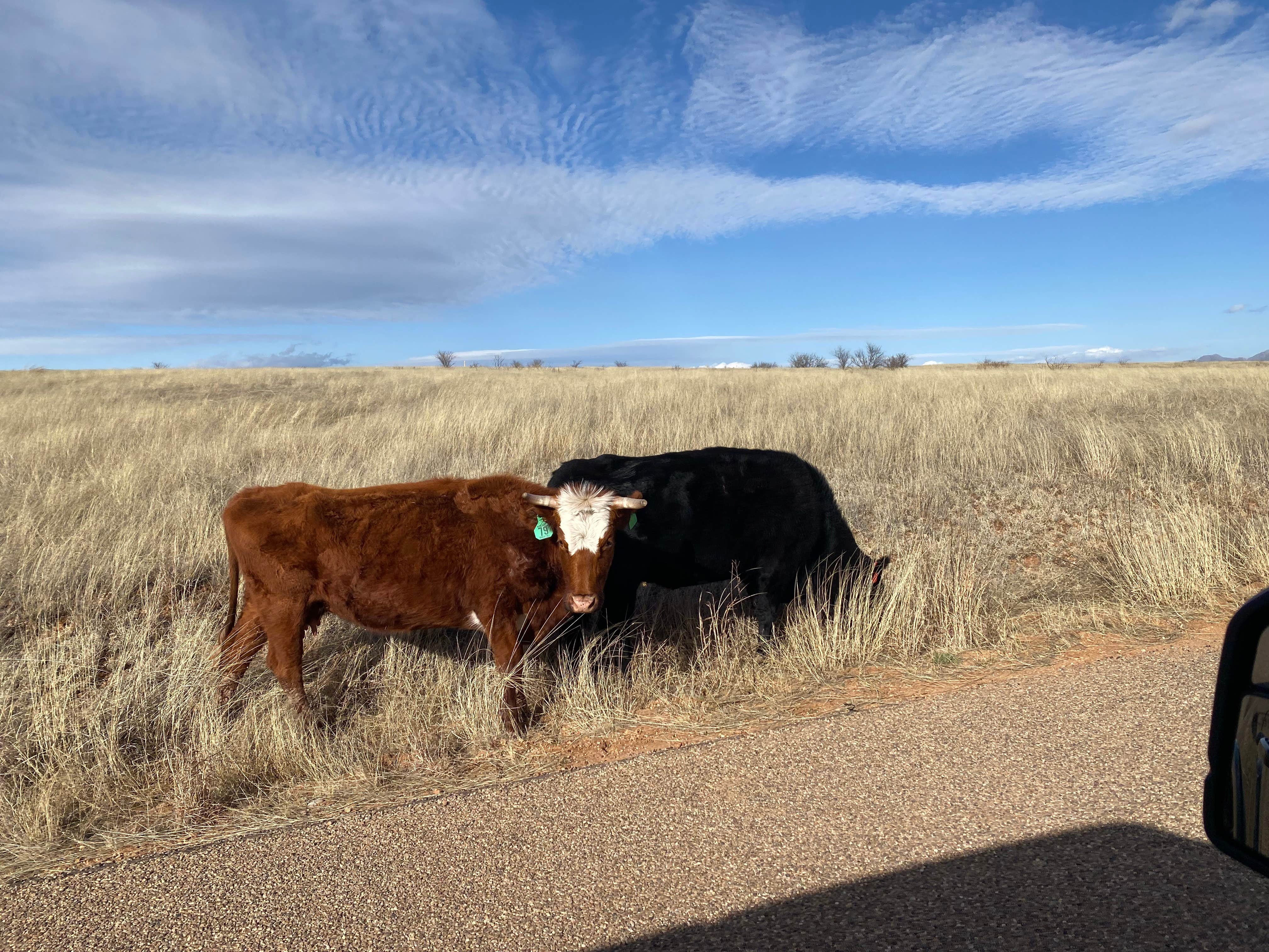 Camper submitted image from La Cienegas National Conservation Area Dispersed - 3