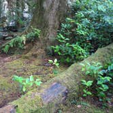 Review photo of Jessie M. Honeyman Memorial State Park Campground by Tim J., September 30, 2018