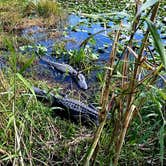 Review photo of Long Pine Key Campground — Everglades National Park by Katrin M., February 16, 2023