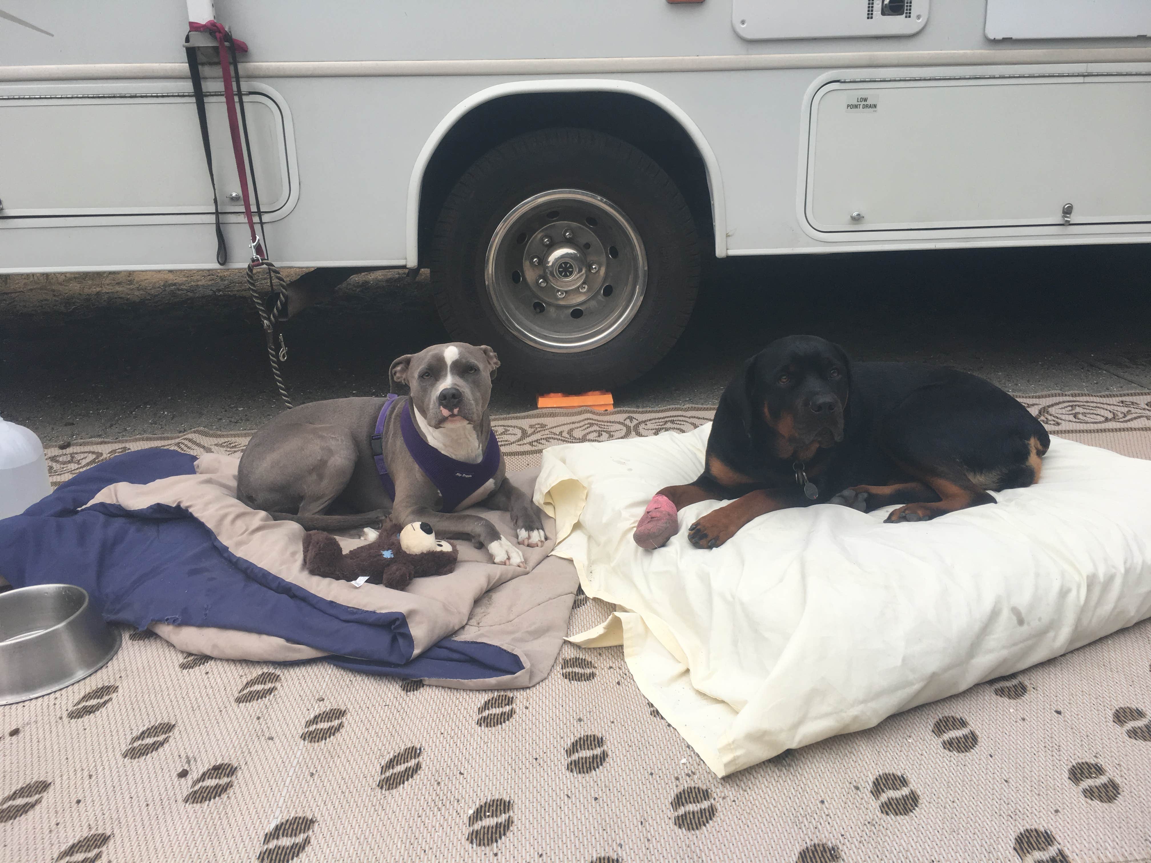 Camper-submitted photo at Bodega Dunes Campground — Sonoma Coast State Park near Petaluma, CA