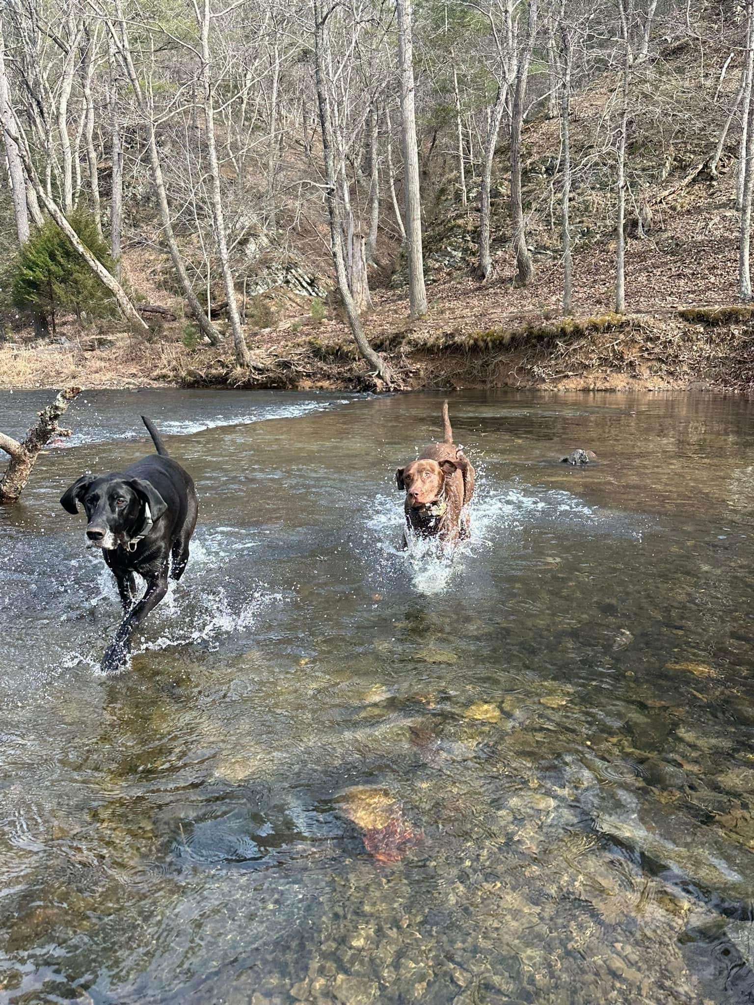 kaitlin R.'s photo of camping with pets at The Country, LLC near Lewisburg, WV
