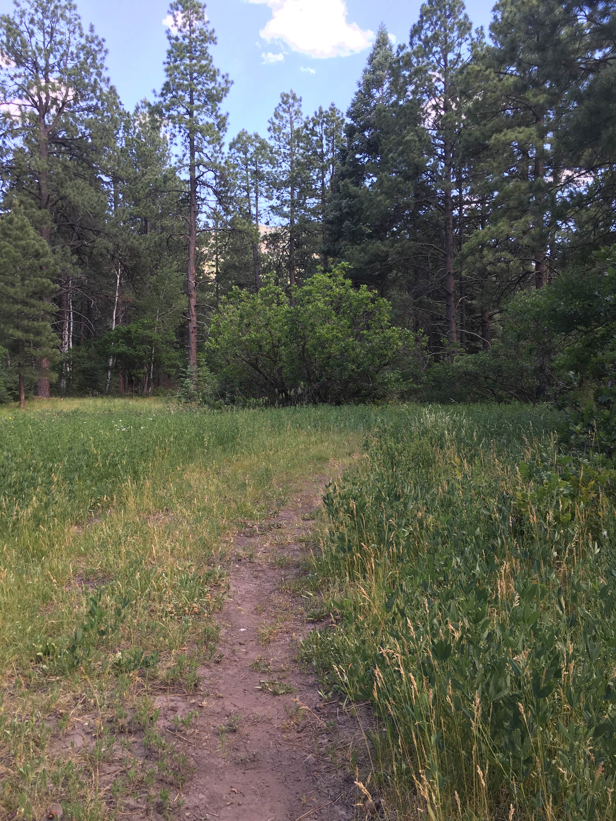 West Fork Campground N The Dyrt