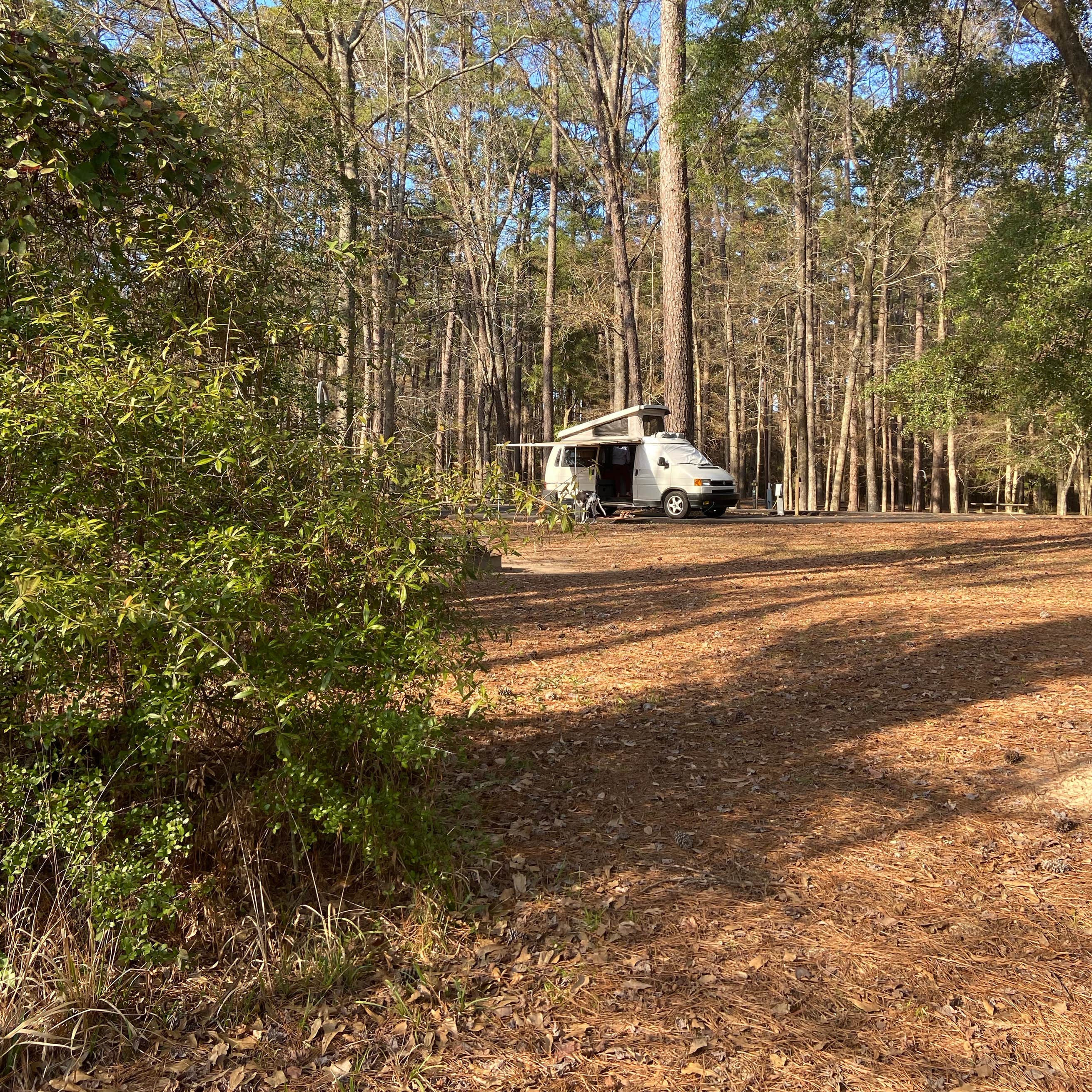 Martin Dies, Jr. State Park Campground | Spurger, Texas