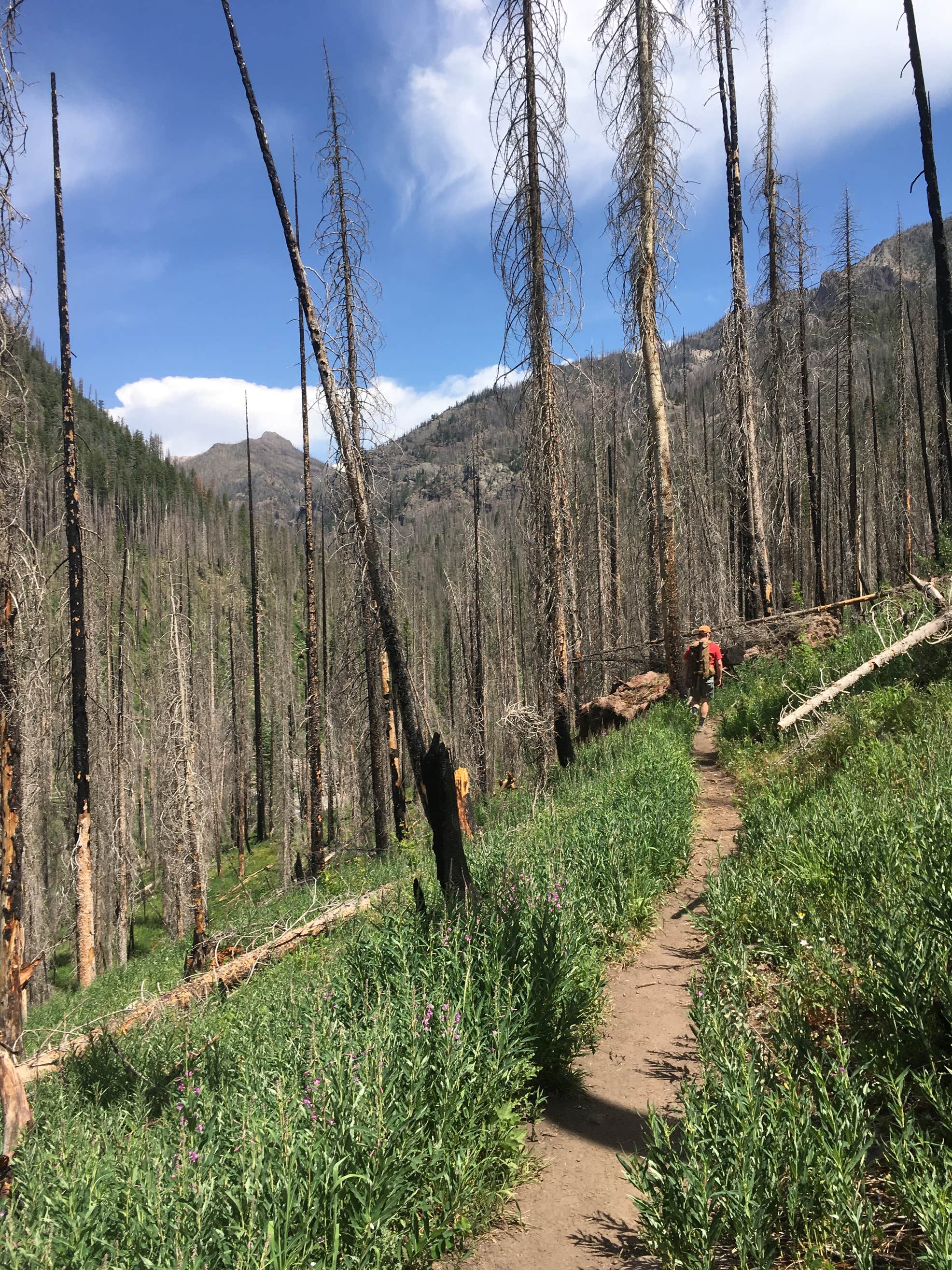 East Fork Campground The Dyrt