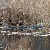 Review photo of Santee Coastal Reserve by Andy K., February 18, 2023