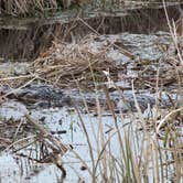 Review photo of Santee Coastal Reserve by Andy K., February 18, 2023