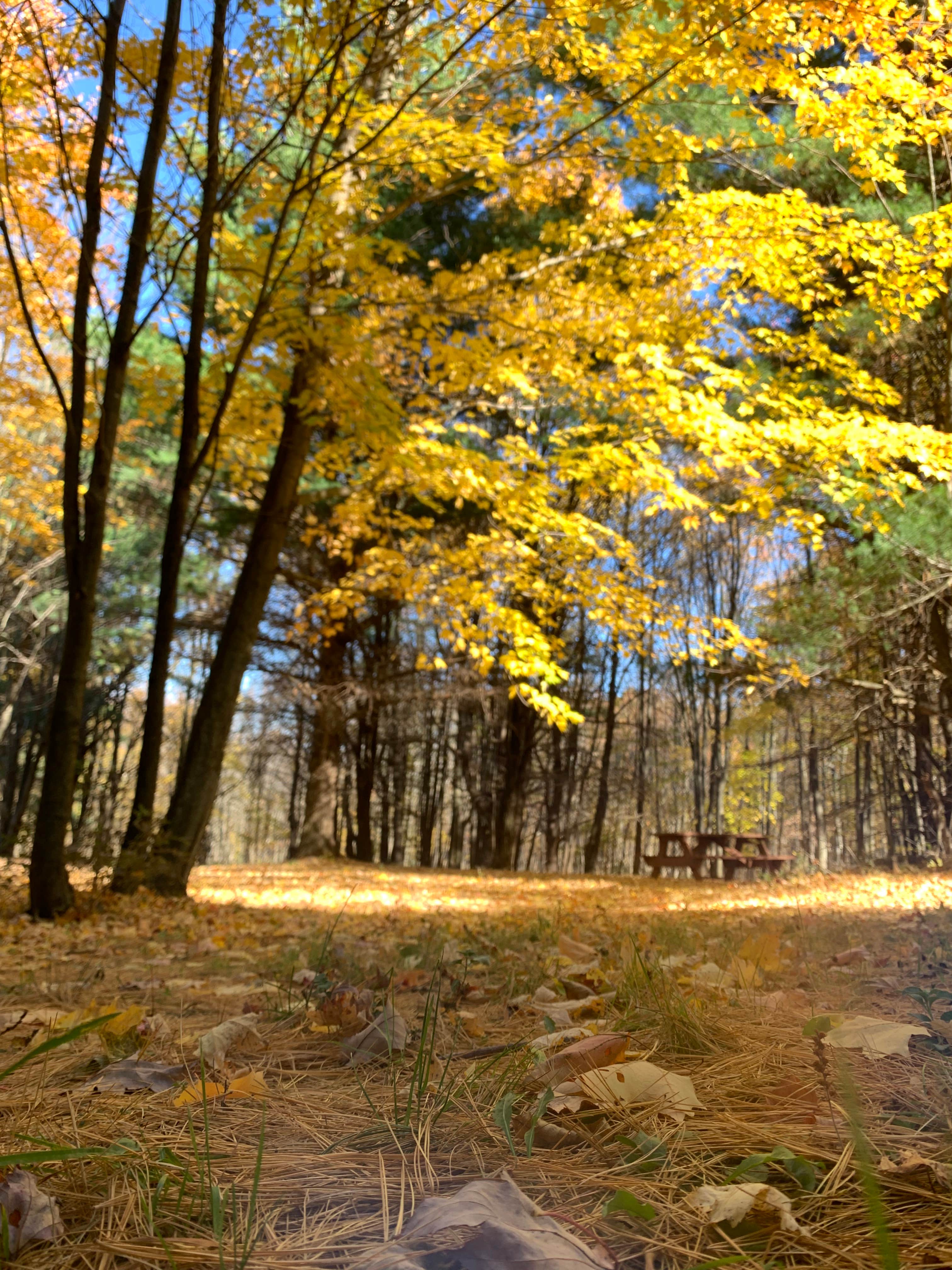 Camper-submitted photo at Stay Bristol Woodlands near Irondequoit, NY