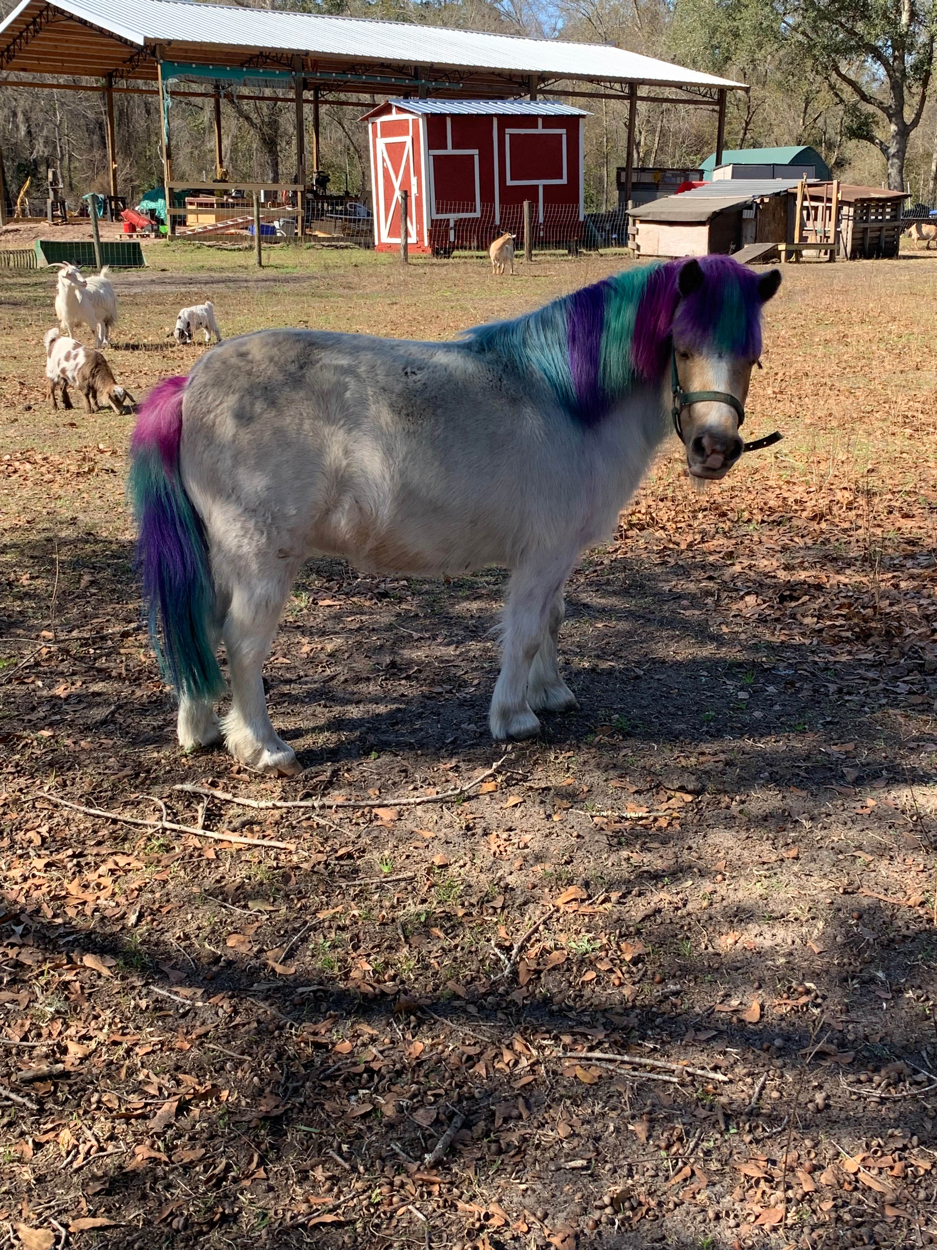 Amber J.'s photo of camping with pets at Four Littles Farm, LLC near Fleming Island, FL