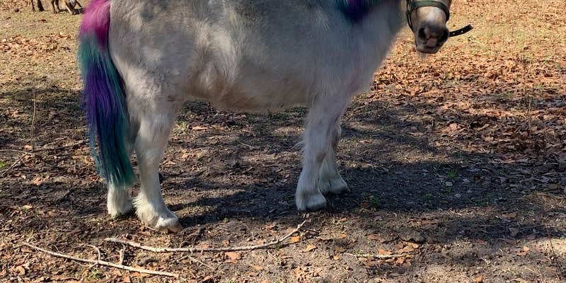 Camper submitted image from Four Littles Farm, LLC