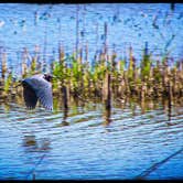 Review photo of Santee Coastal Reserve by Andy K., February 15, 2023