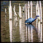 Review photo of Santee Coastal Reserve by Andy K., February 15, 2023