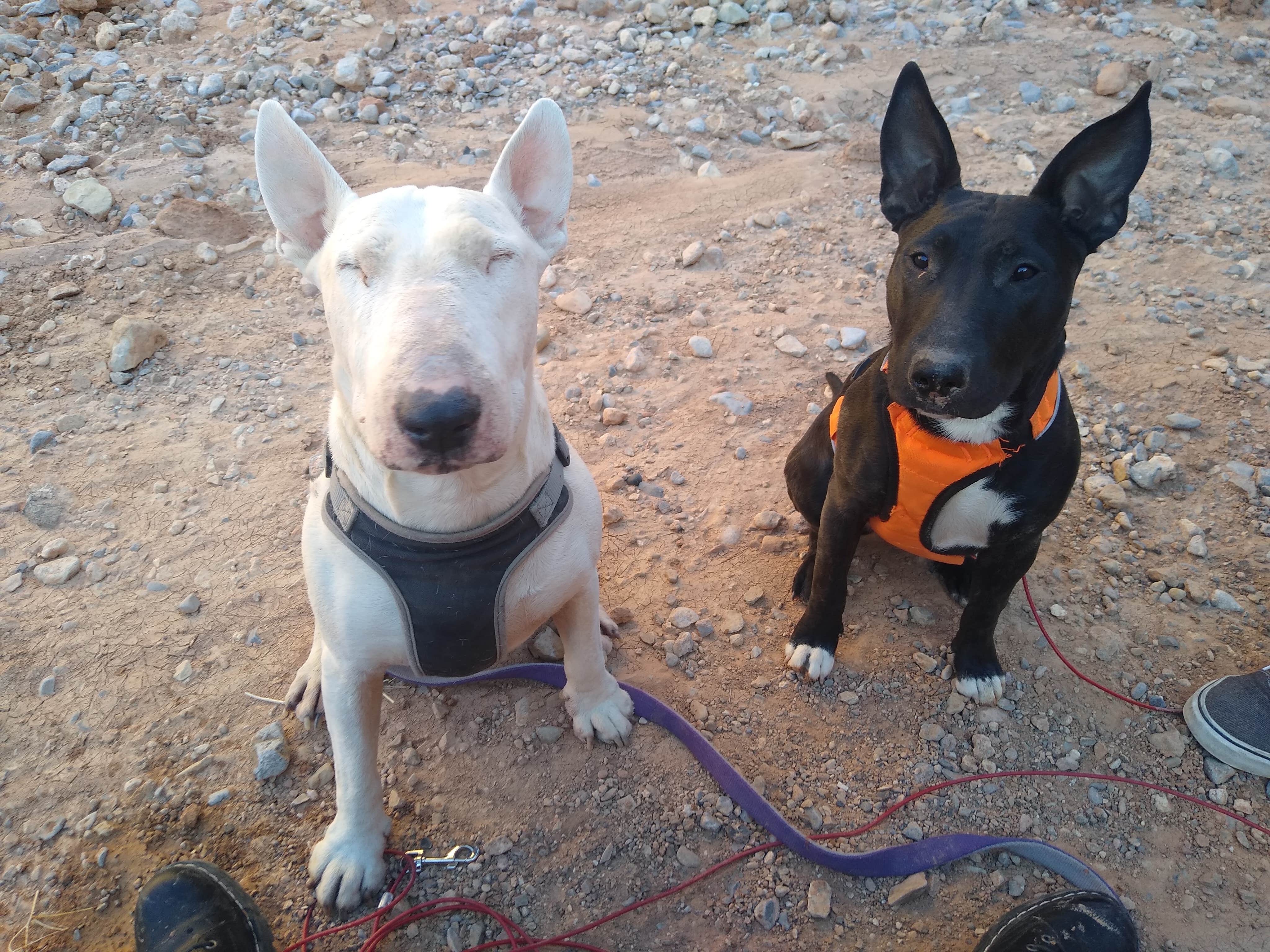 Nikki B.'s photo of camping with pets at Snowbird Mesa near Meadview, AZ