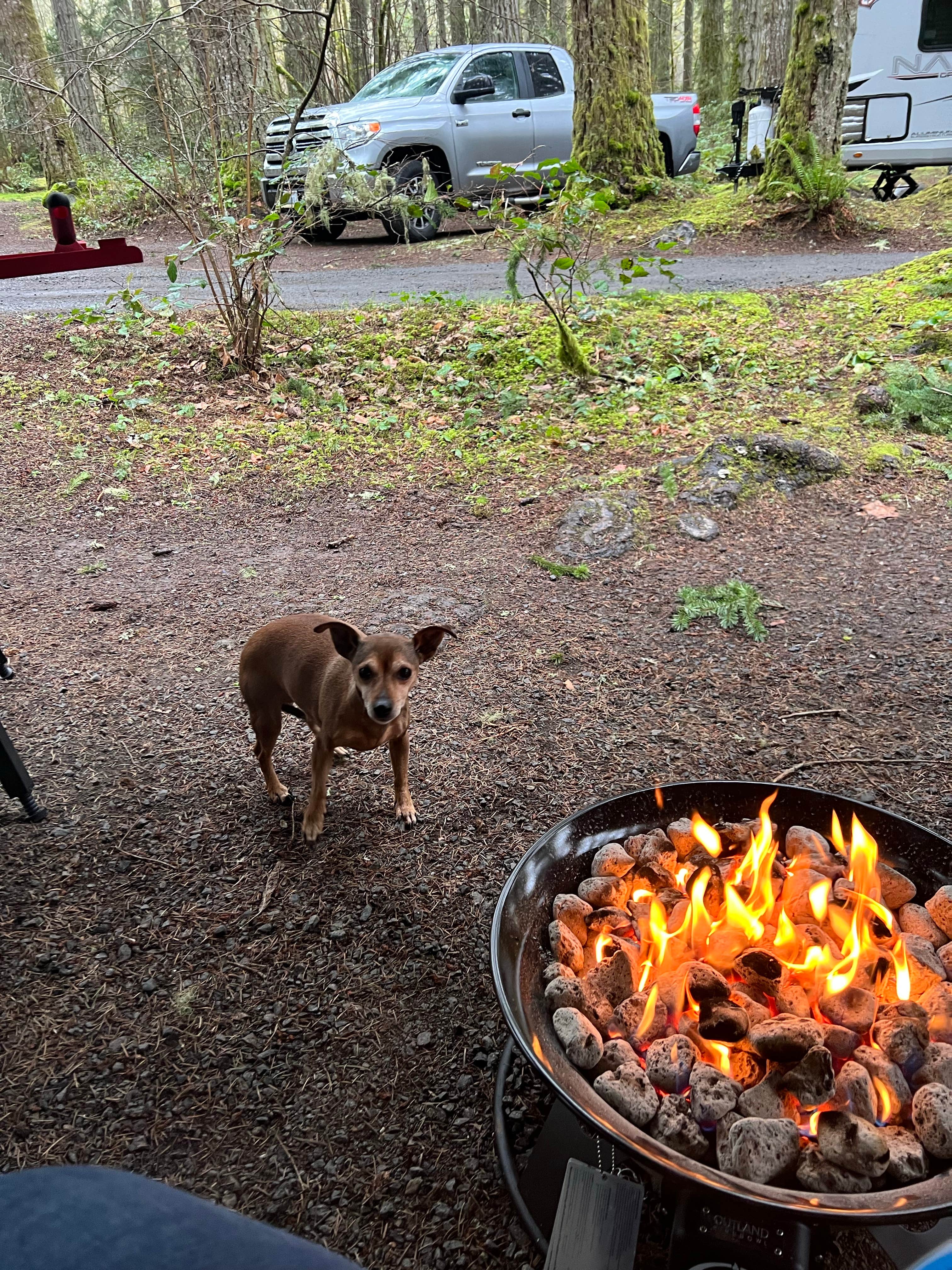 Taryn L.'s photo of camping with pets at Seaquest State Park Campground near Longview, WA