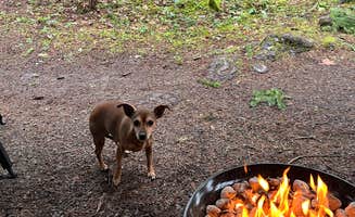 Taryn L.'s photo of camping with pets at Seaquest State Park Campground near Onalaska, WA
