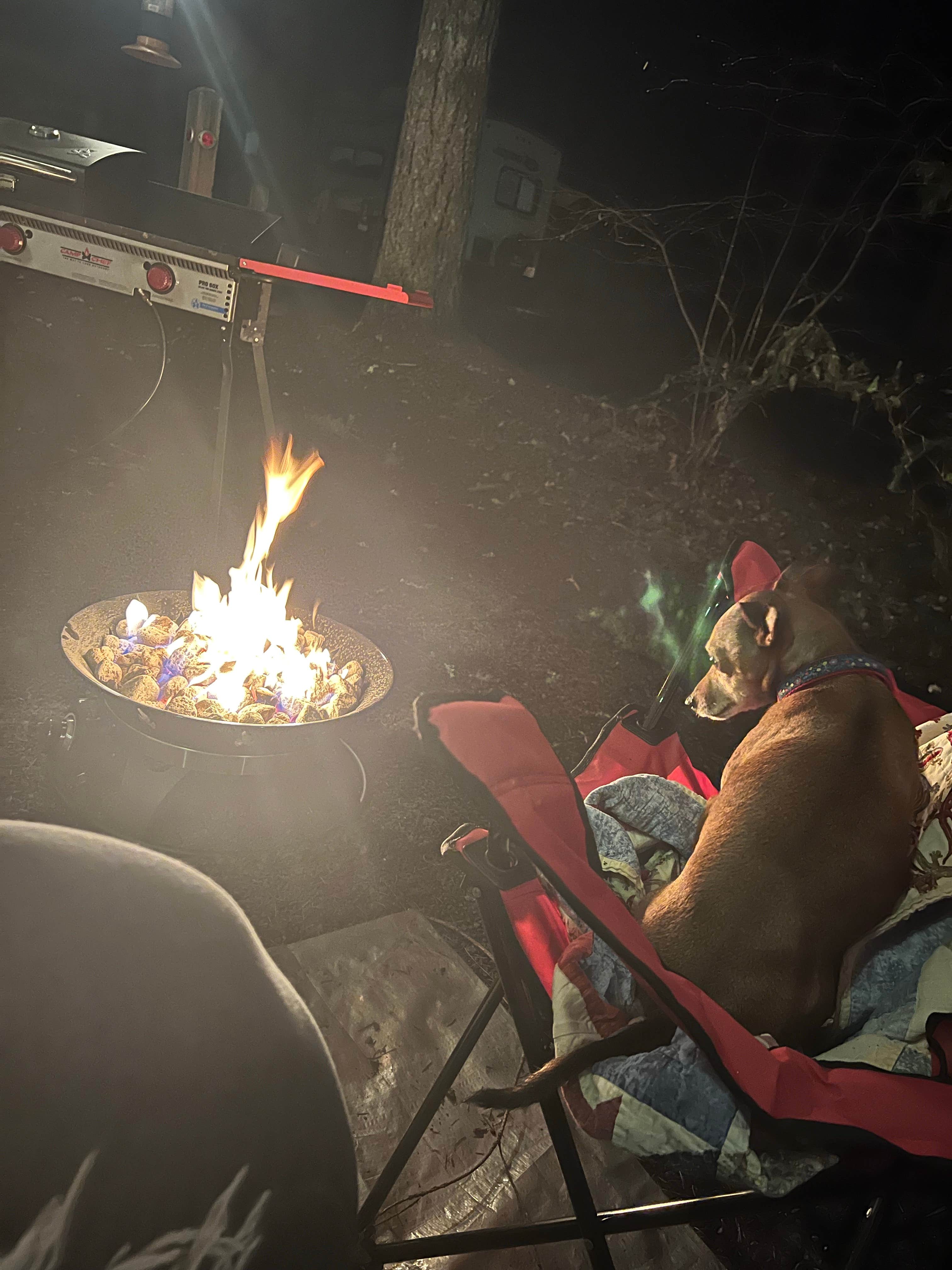 Taryn L.'s photo of camping with pets at Seaquest State Park Campground near Mossyrock, WA