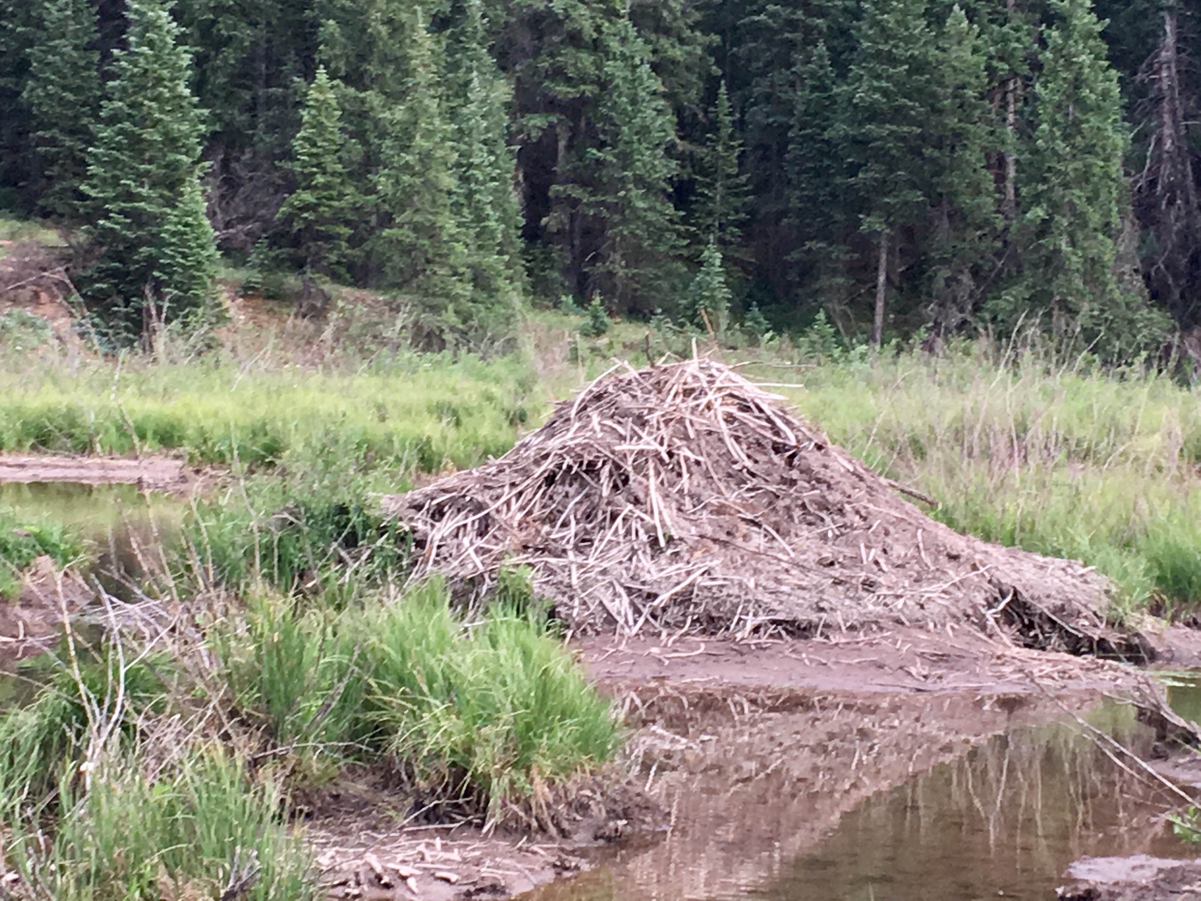 Camper submitted image from Anvil Dispersed Campground- ROAD CLOSED - 2