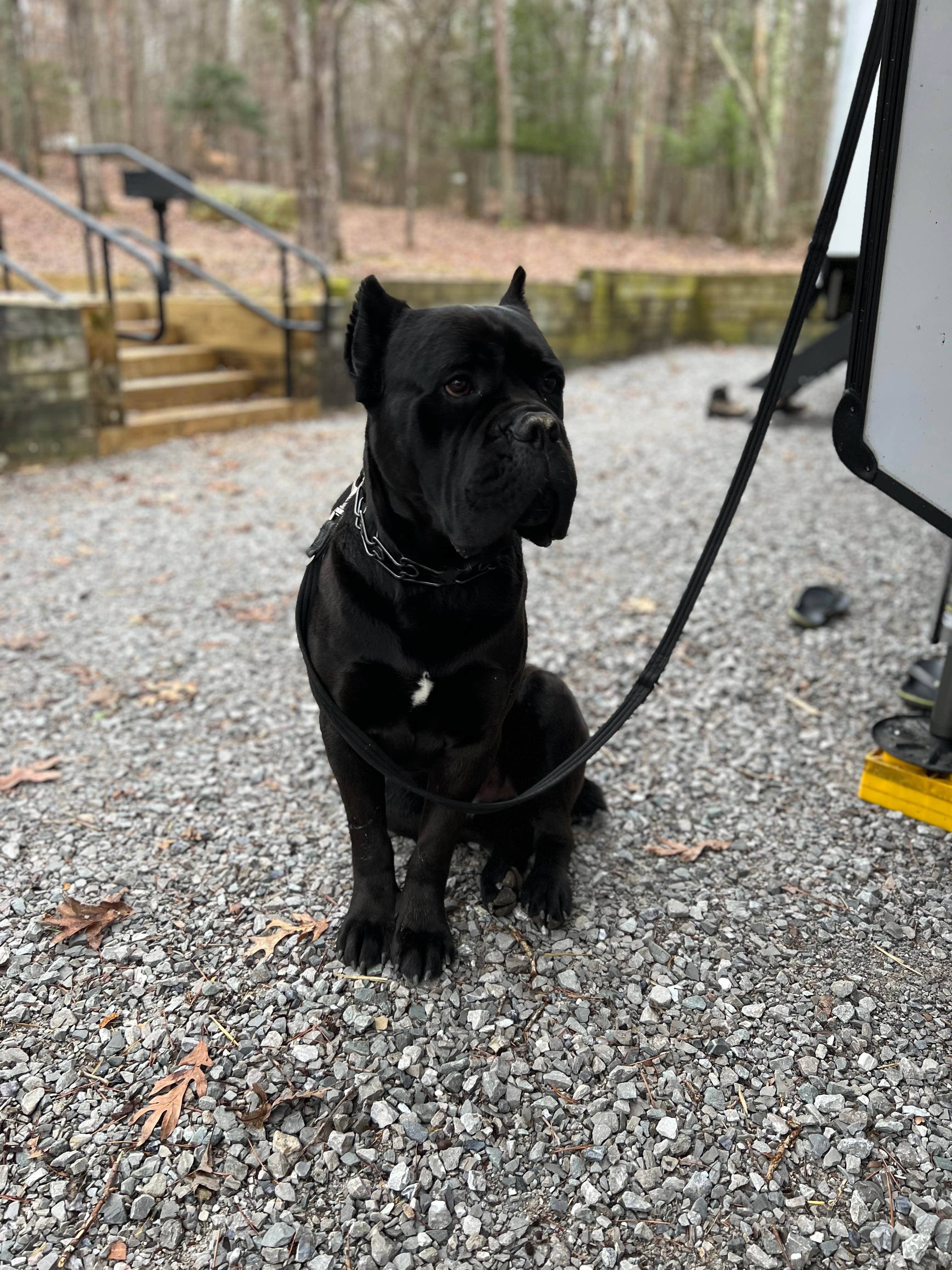 Casey L.'s photo of camping with pets at Cloudland Canyon State Park Campground near Apison, TN
