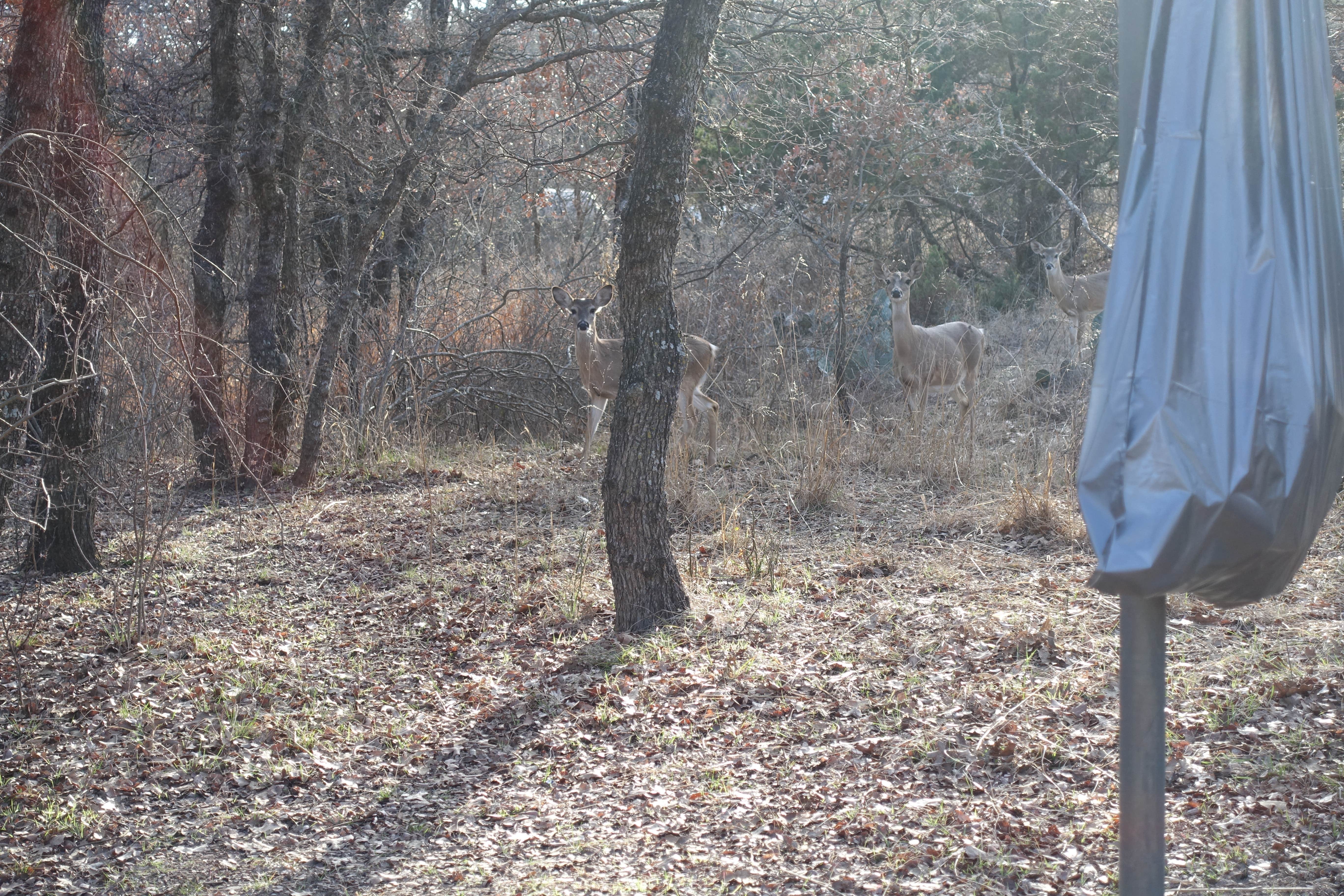 Camper-submitted photo at Plateau — Lake Mineral Wells State Park near Weatherford, TX