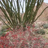 Review photo of Borrego Palm Canyon Campground — Anza-Borrego Desert State Park by Ryan W., February 21, 2023