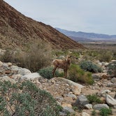 Review photo of Borrego Palm Canyon Campground — Anza-Borrego Desert State Park by Ryan W., February 21, 2023