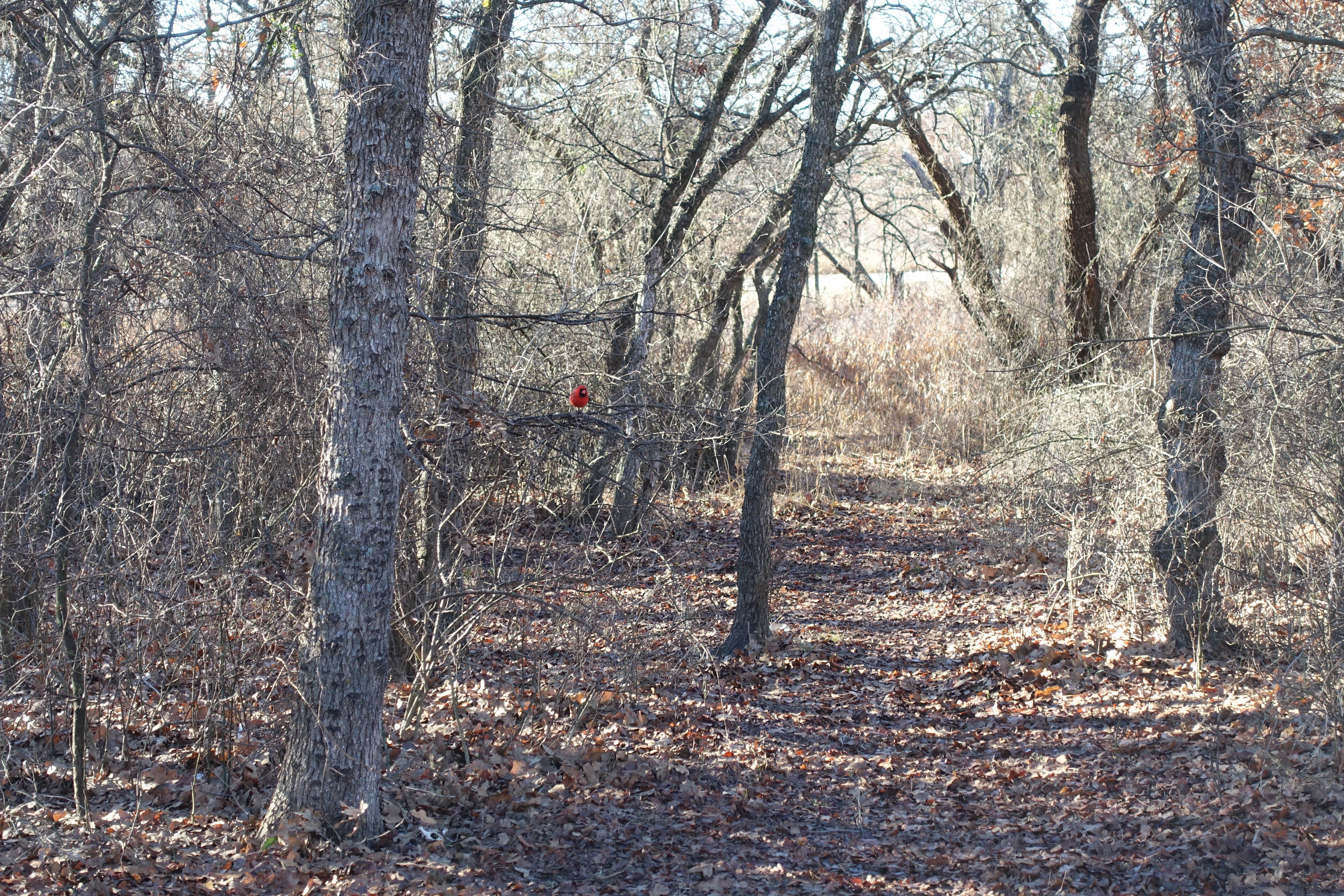 Camper-submitted photo at Plateau — Lake Mineral Wells State Park near Weatherford, TX