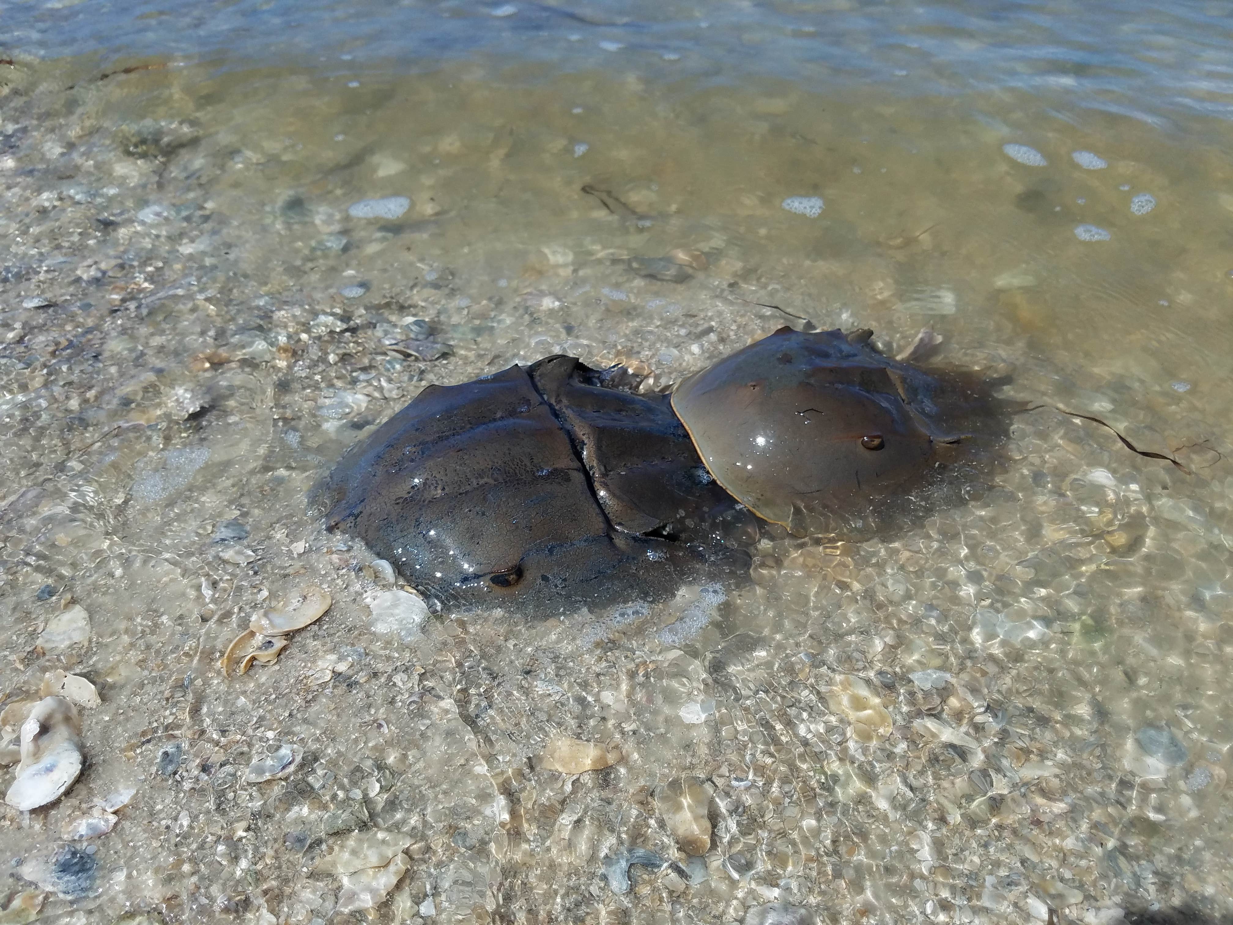 Camper-submitted photo at Cedar Blessings RV Park near Cedar Key, FL