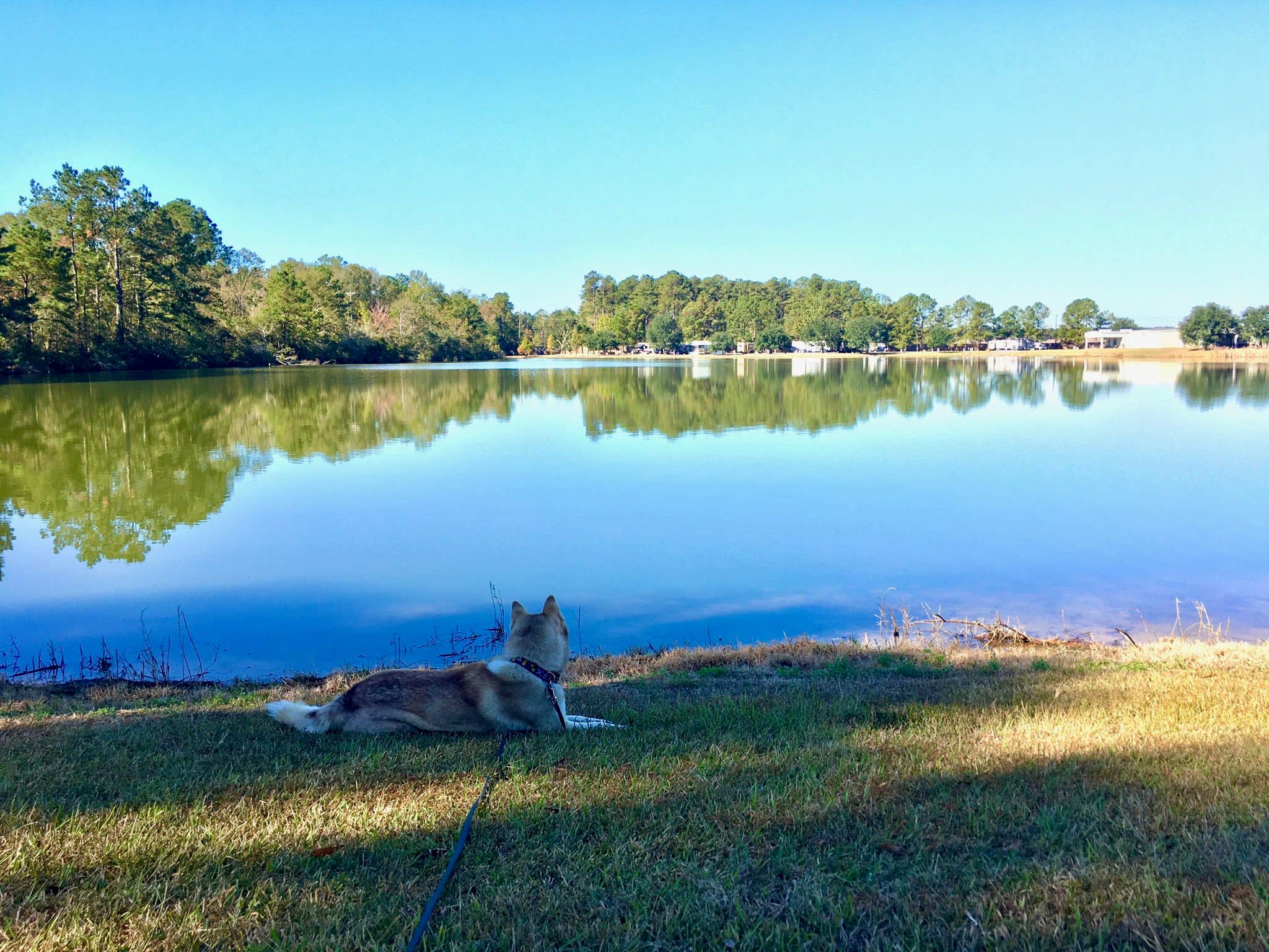 RJourney R.'s photo of camping with pets at Lakeside RV Resort near Greenwell Springs, LA