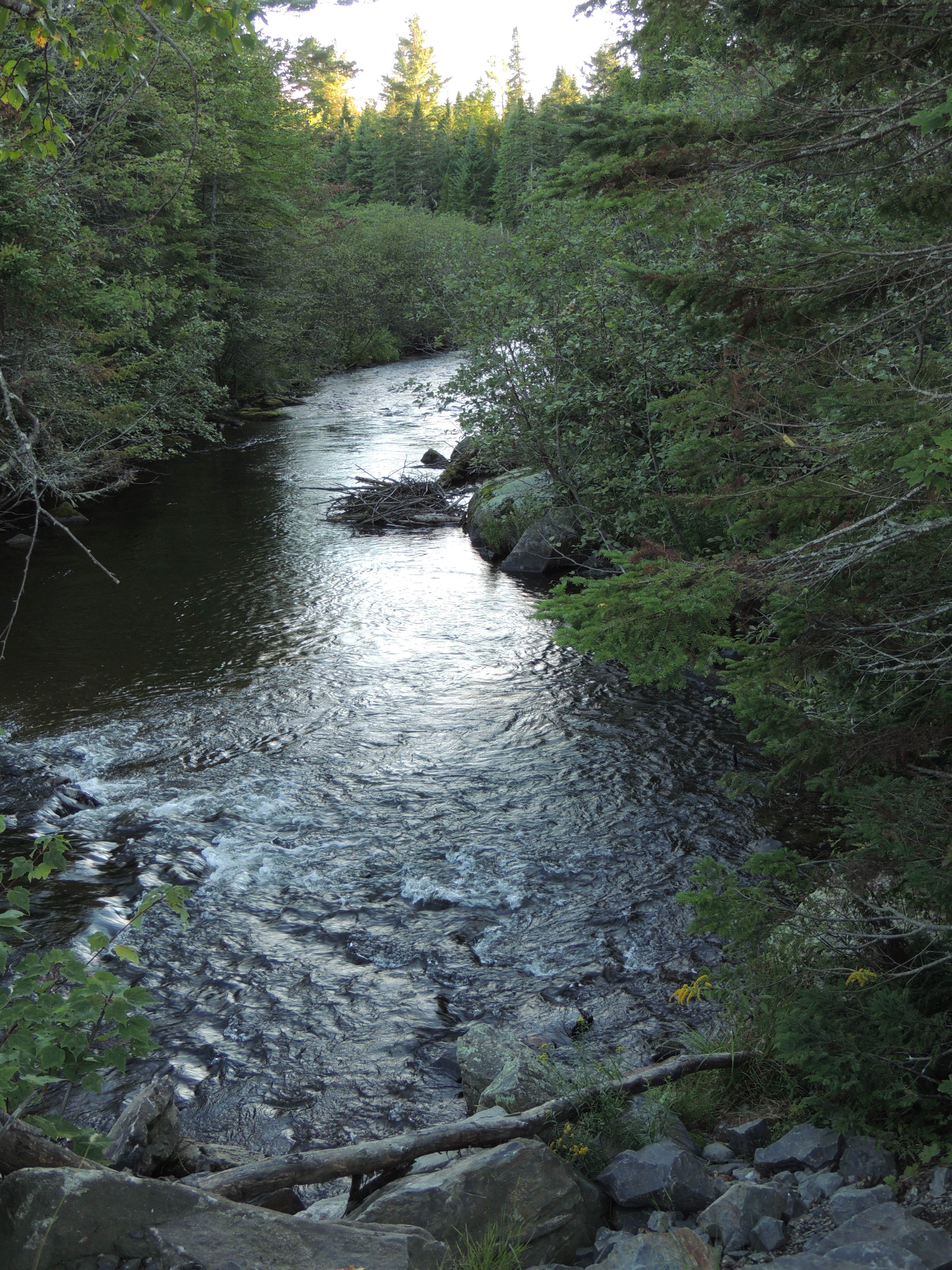 Camper submitted image from Lazy Tom Bog Primitive Campsite - 3