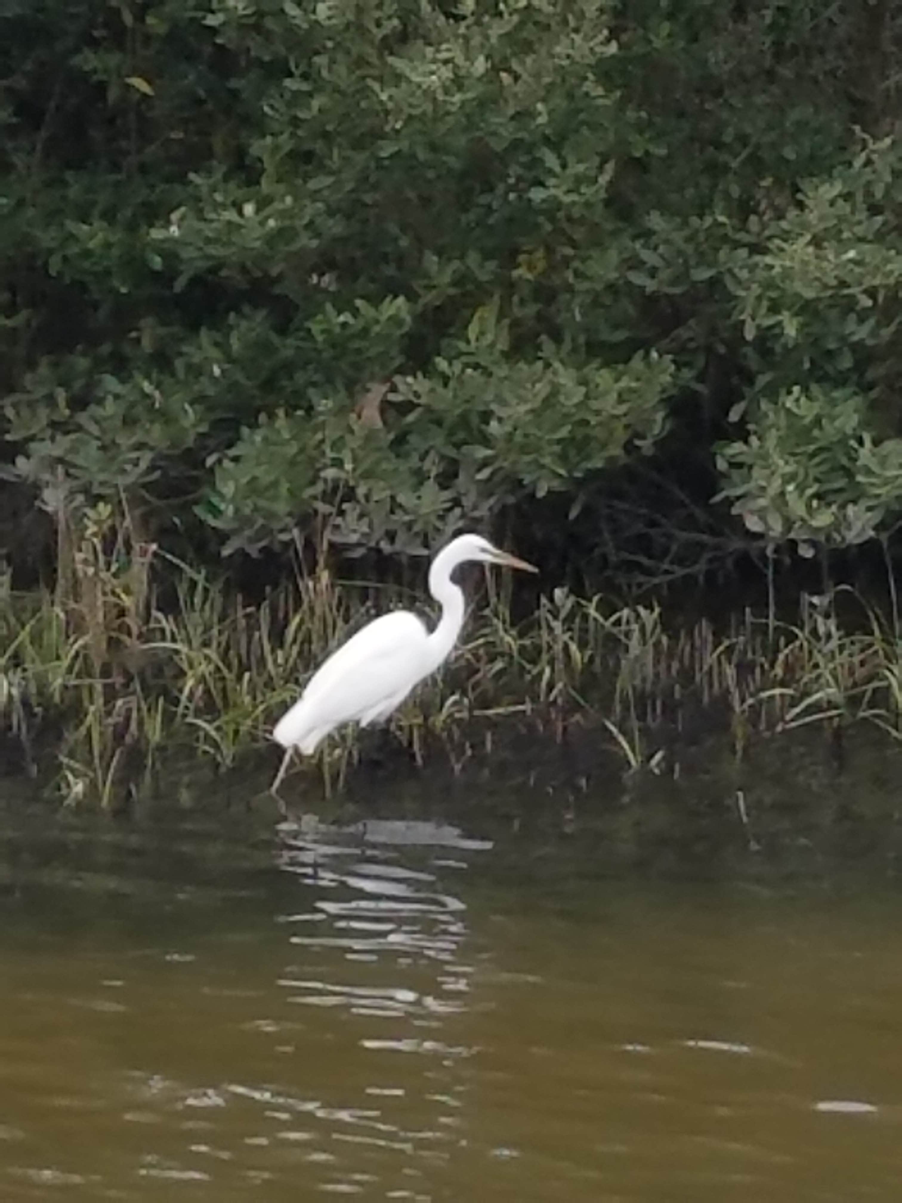 Camper-submitted photo at Cedar Blessings RV Park near Cedar Key, FL