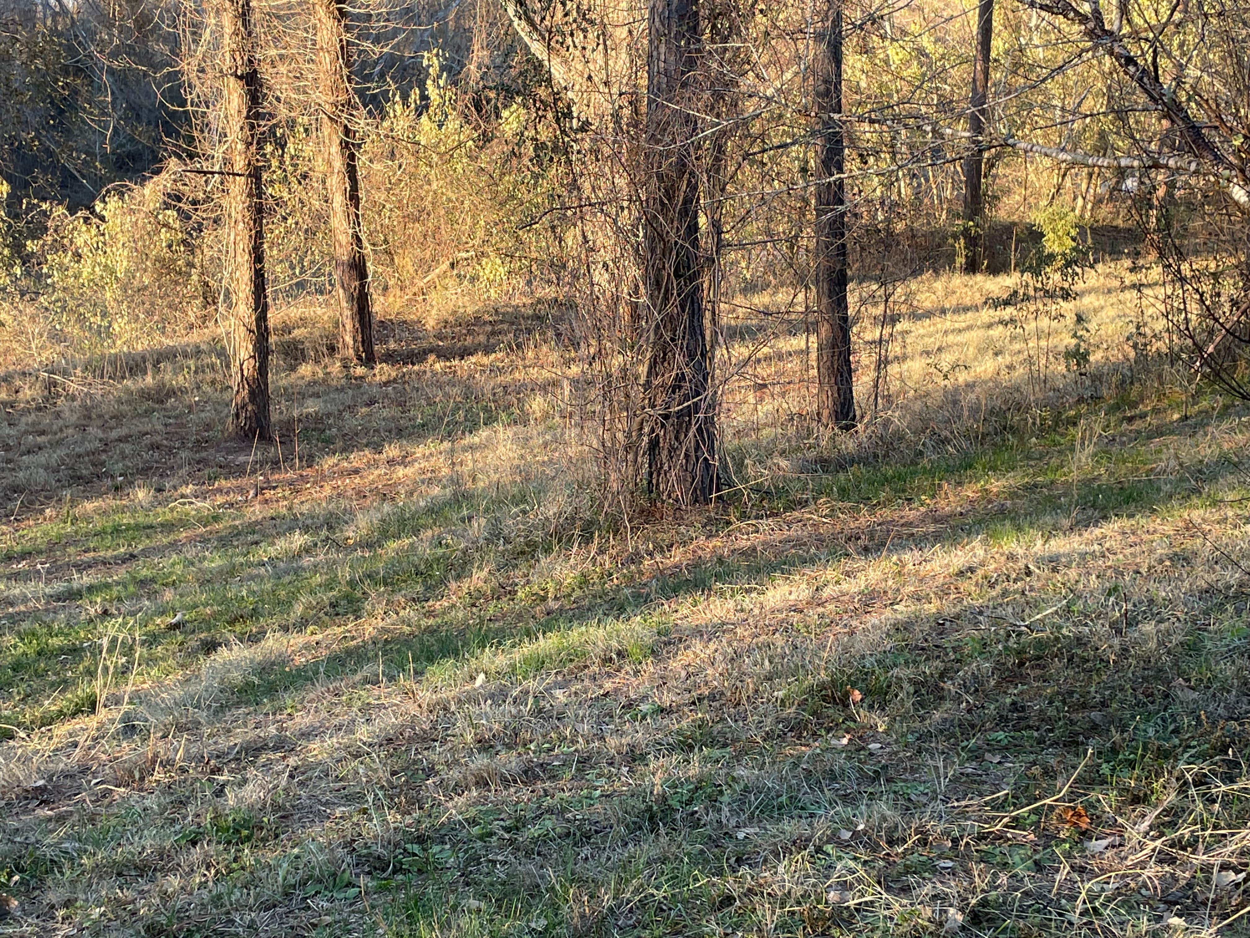 Camper-submitted photo at Mark and Bobby’s Island near Wharton, TX