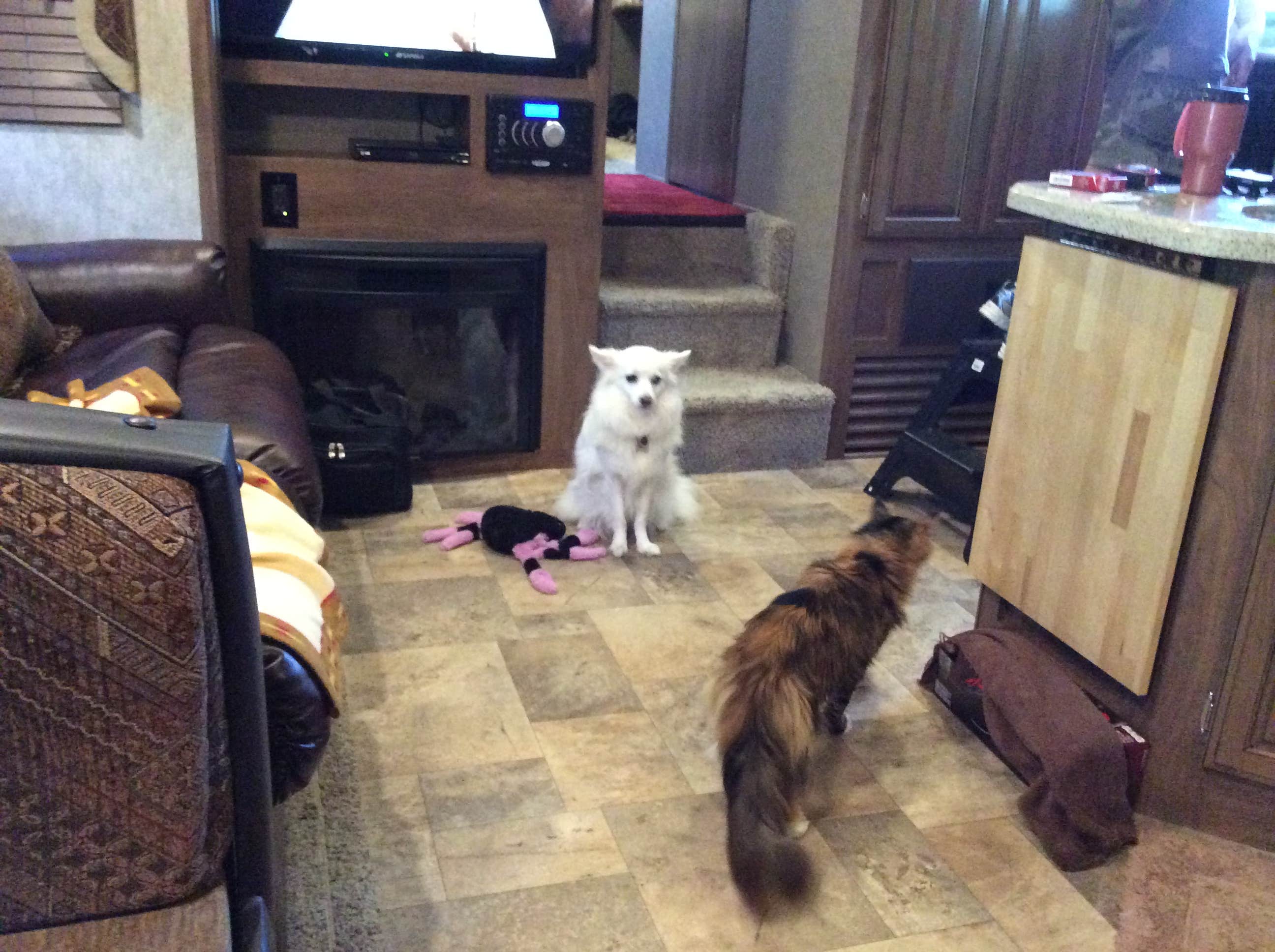 Darcy S.'s photo of camping with pets at Richmond North - Kings Dominion KOA near Chester, VA